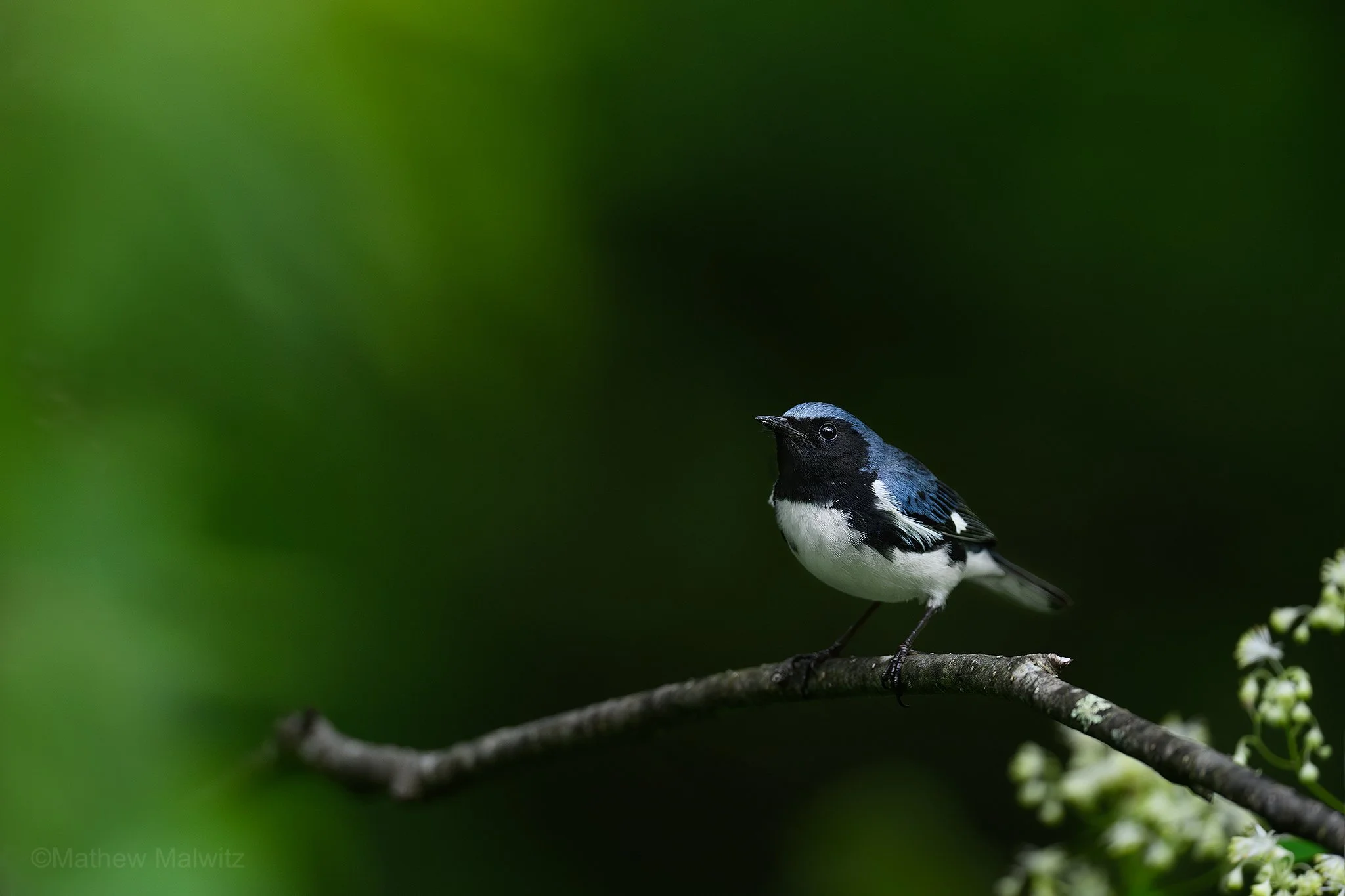 DSC_3479-Enhanced-NR-Edit copy.jpg