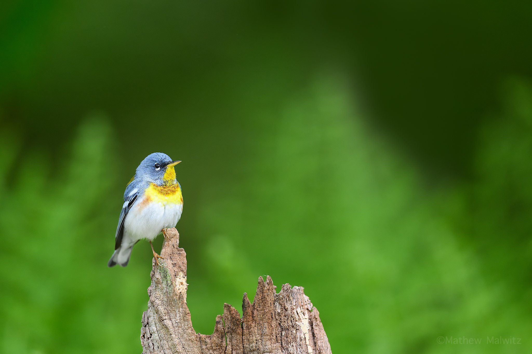 DSC_5280-Enhanced-NR-Edit copy.jpg