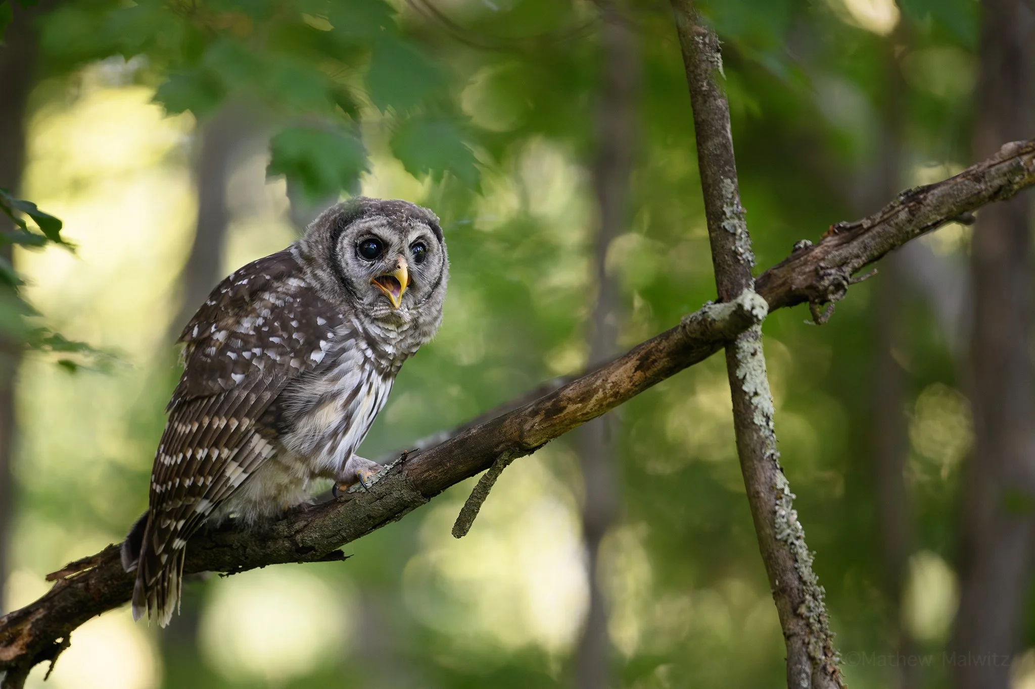 D85_7062-Enhanced-NR-Edit copy.jpg