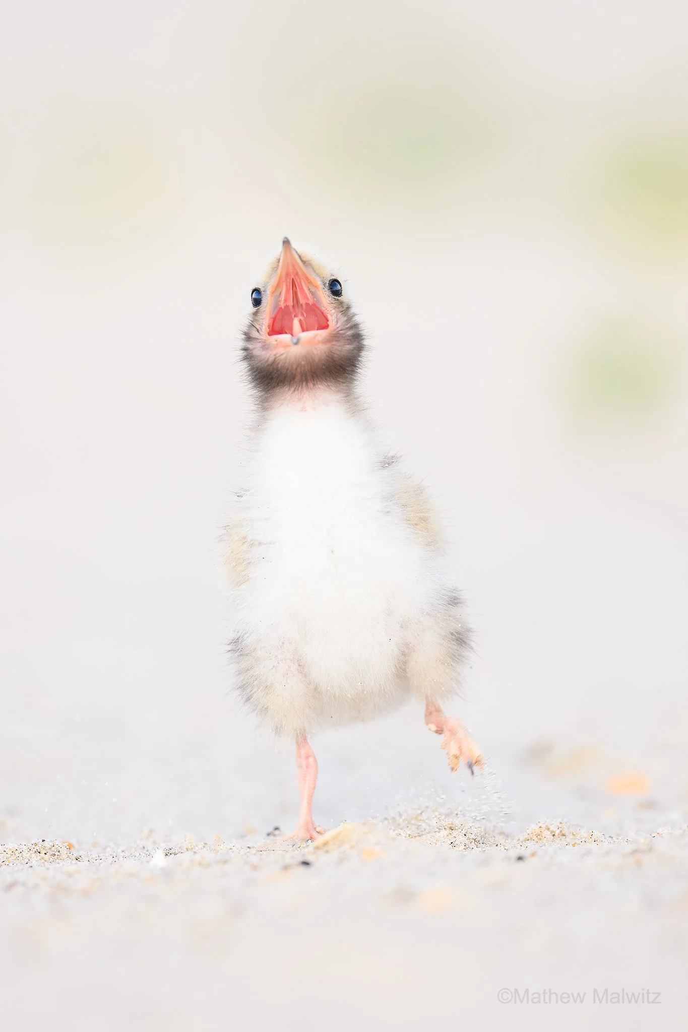 DSC_7333-Enhanced-NR-Edit copy.jpg