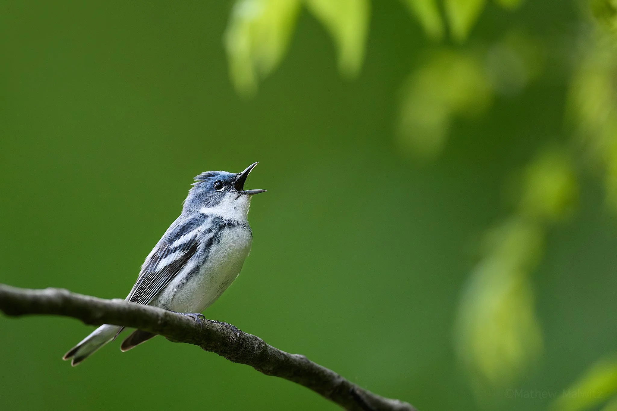 DSC_1821-Enhanced-NR-Edit copy.jpg