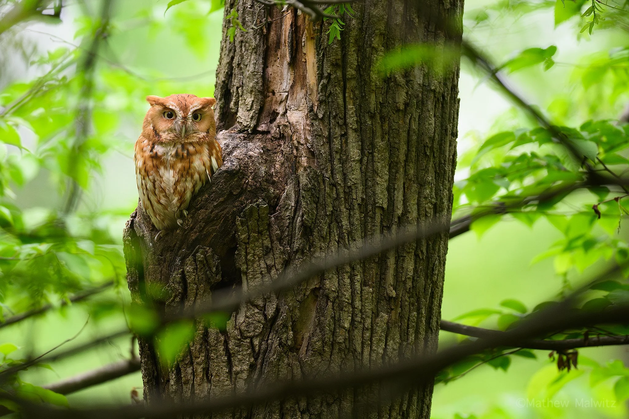 DSC_4835-Enhanced-NR-Edit copy.jpg