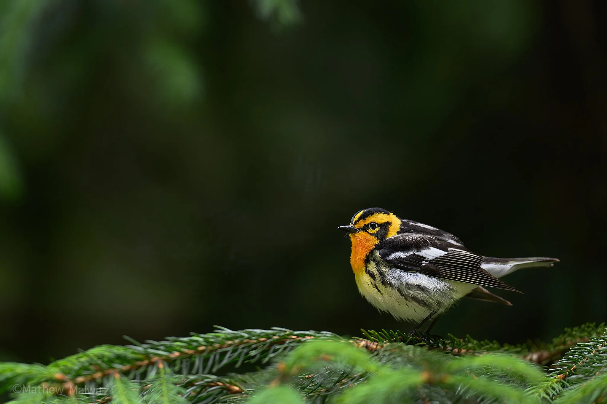 DSC_5284-Enhanced-NR-Edit copy.jpg