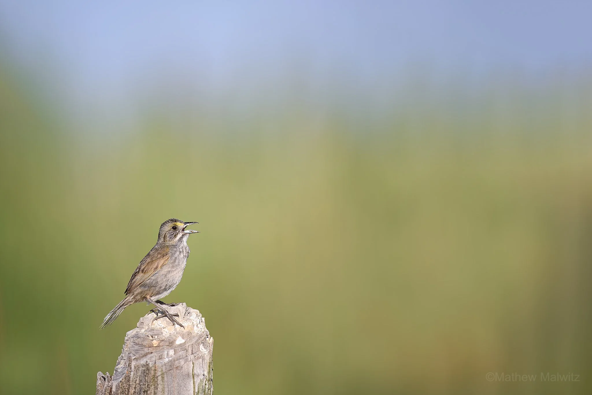 DZ9_2657-Edit-Edit copy.jpg