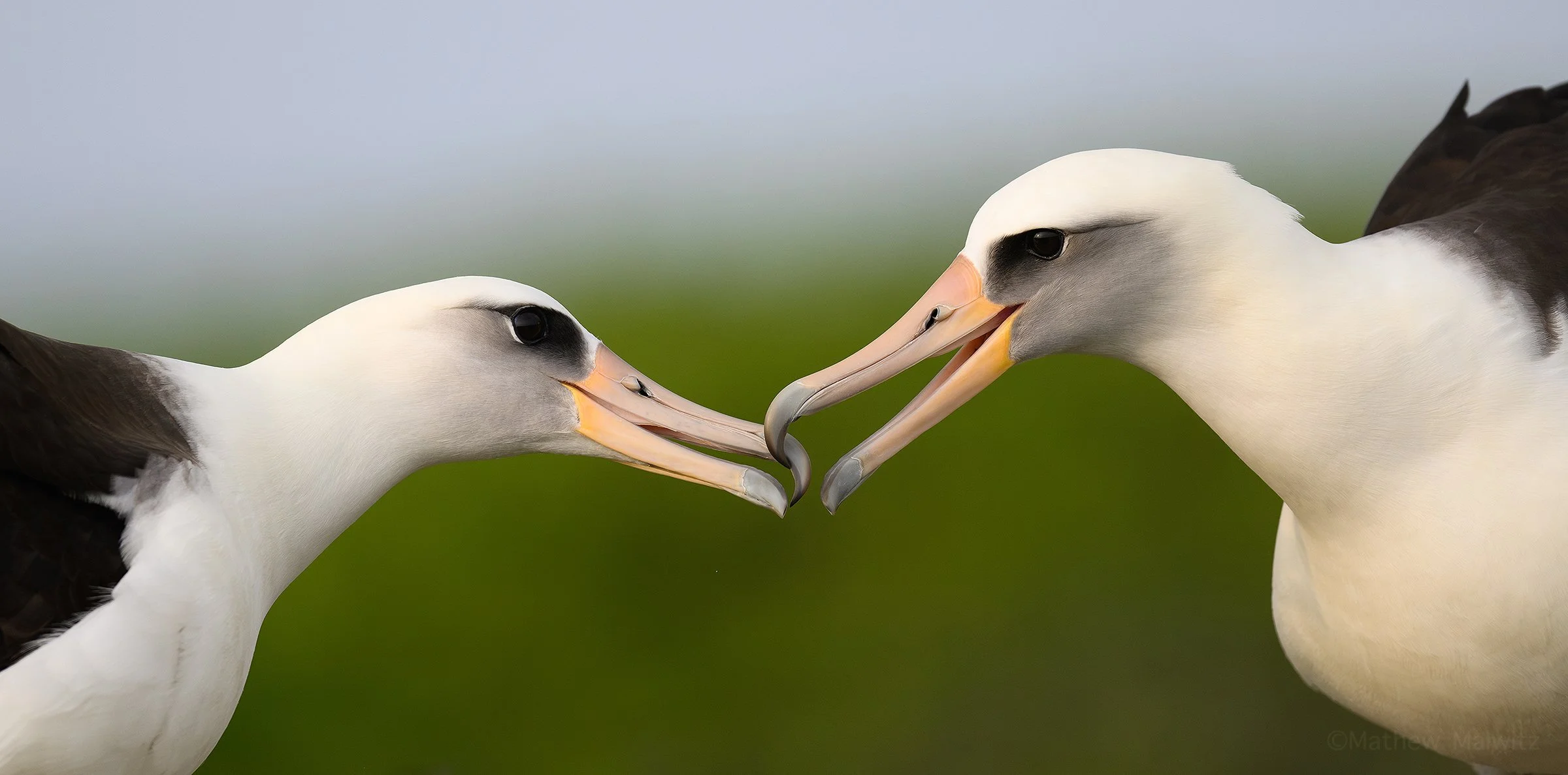 DSC_0149-Enhanced-NR-Edit copy.jpg