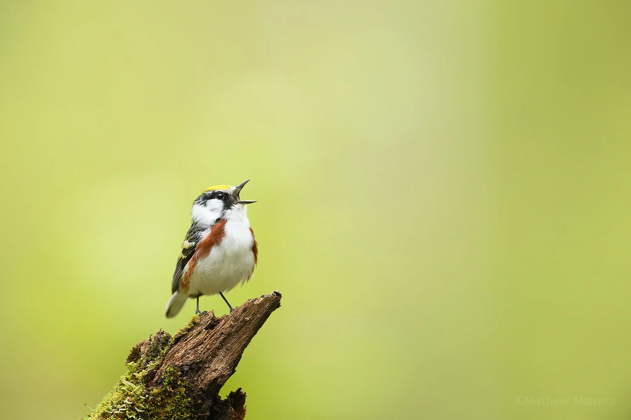 DSC_8530-Enhanced-NR-Edit copy.jpg