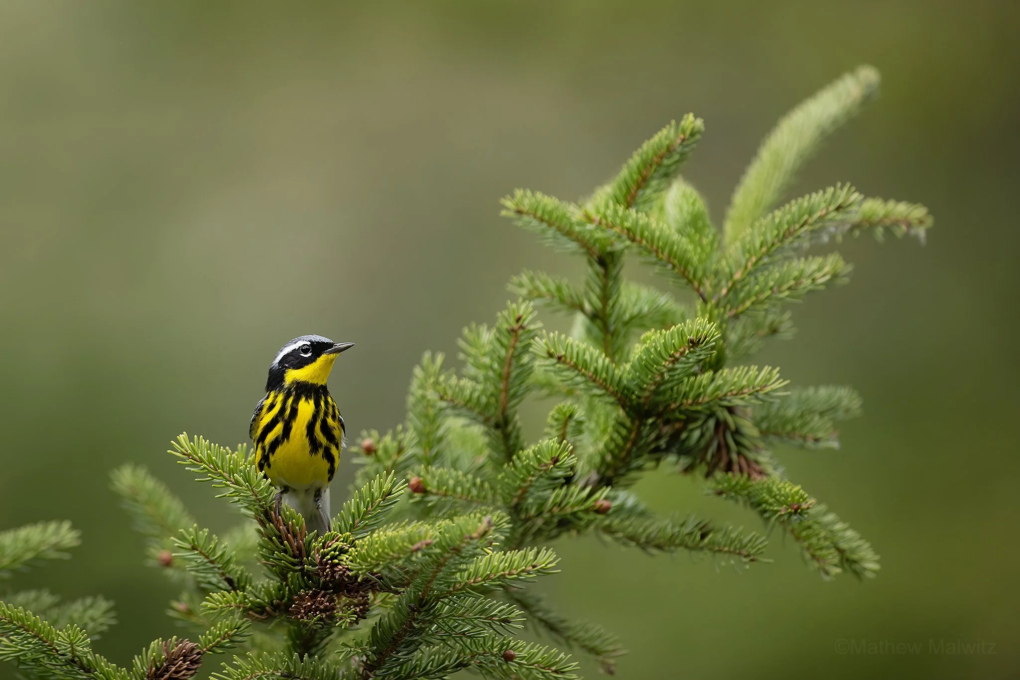 Magnolia Re-edit.jpg