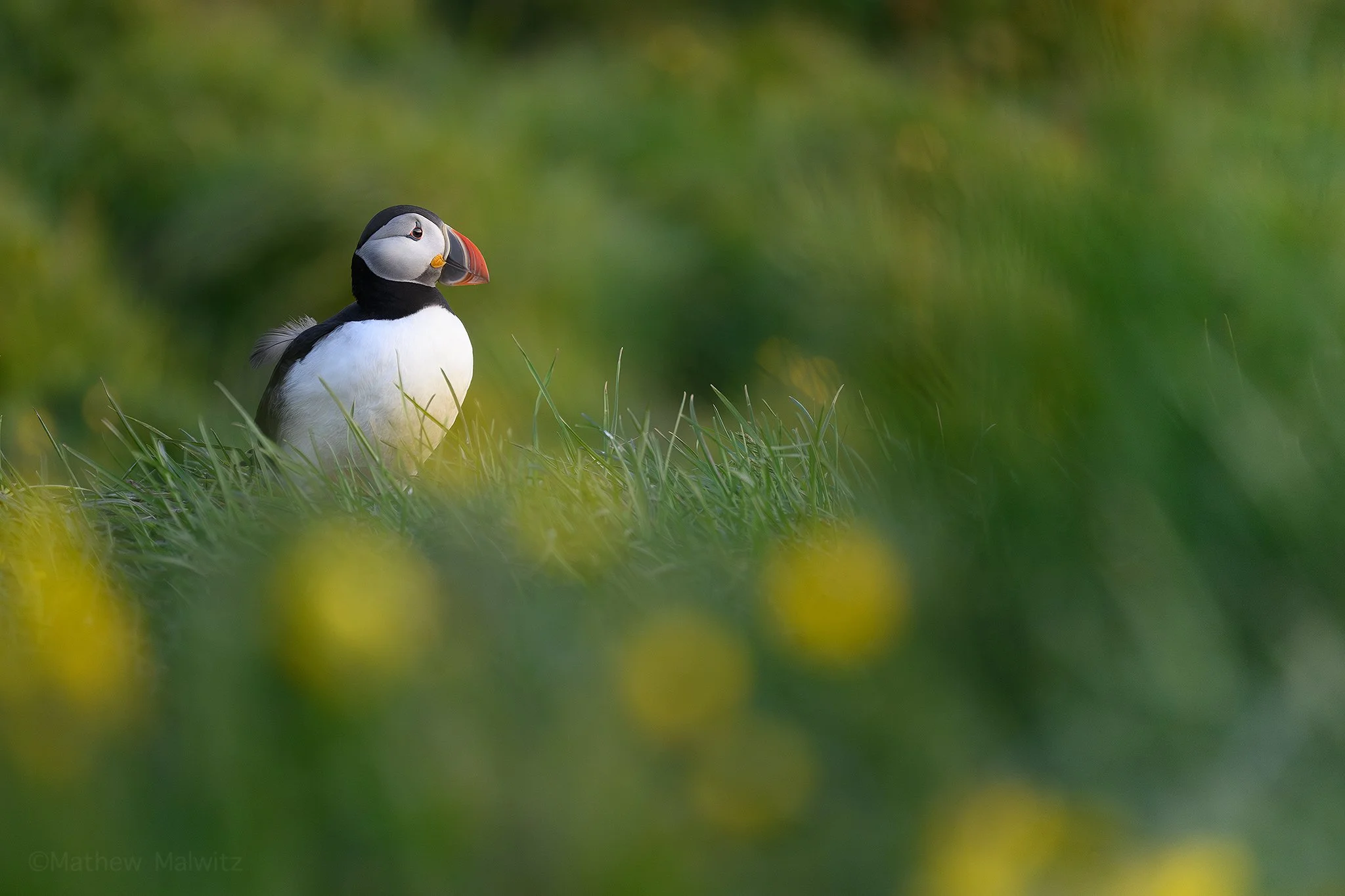 DSC_7891-Enhanced-NR copy.jpg