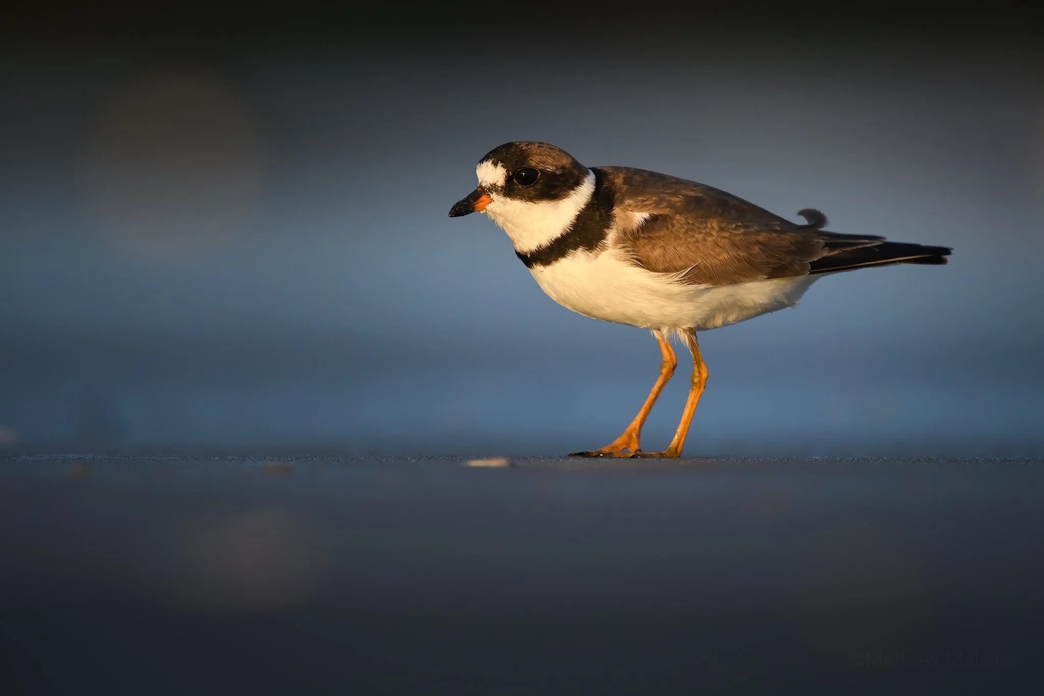 50119141601_e9f228f982_o (1).jpg