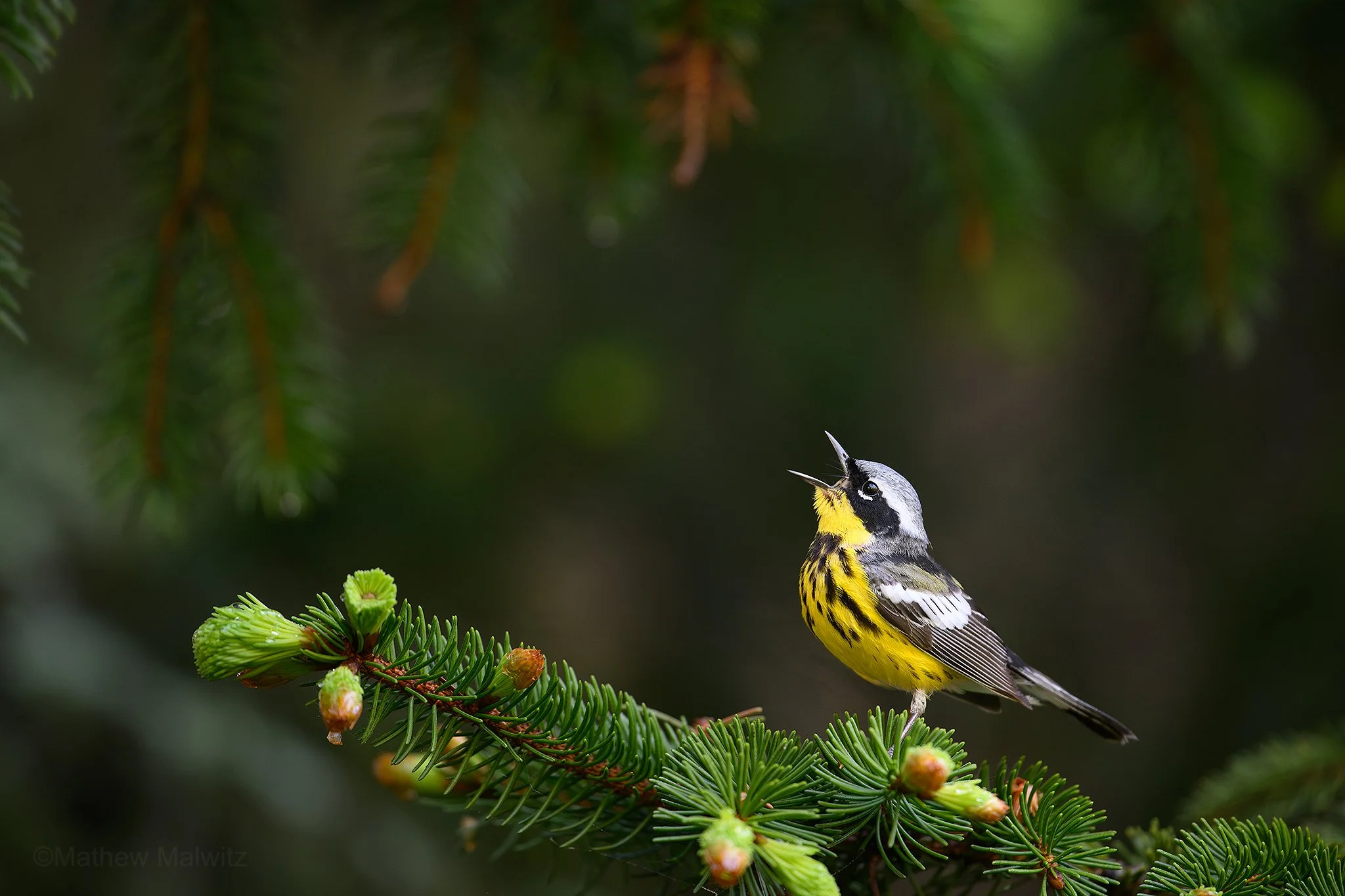 DSC_7565-Enhanced-NR-Edit copy.jpg