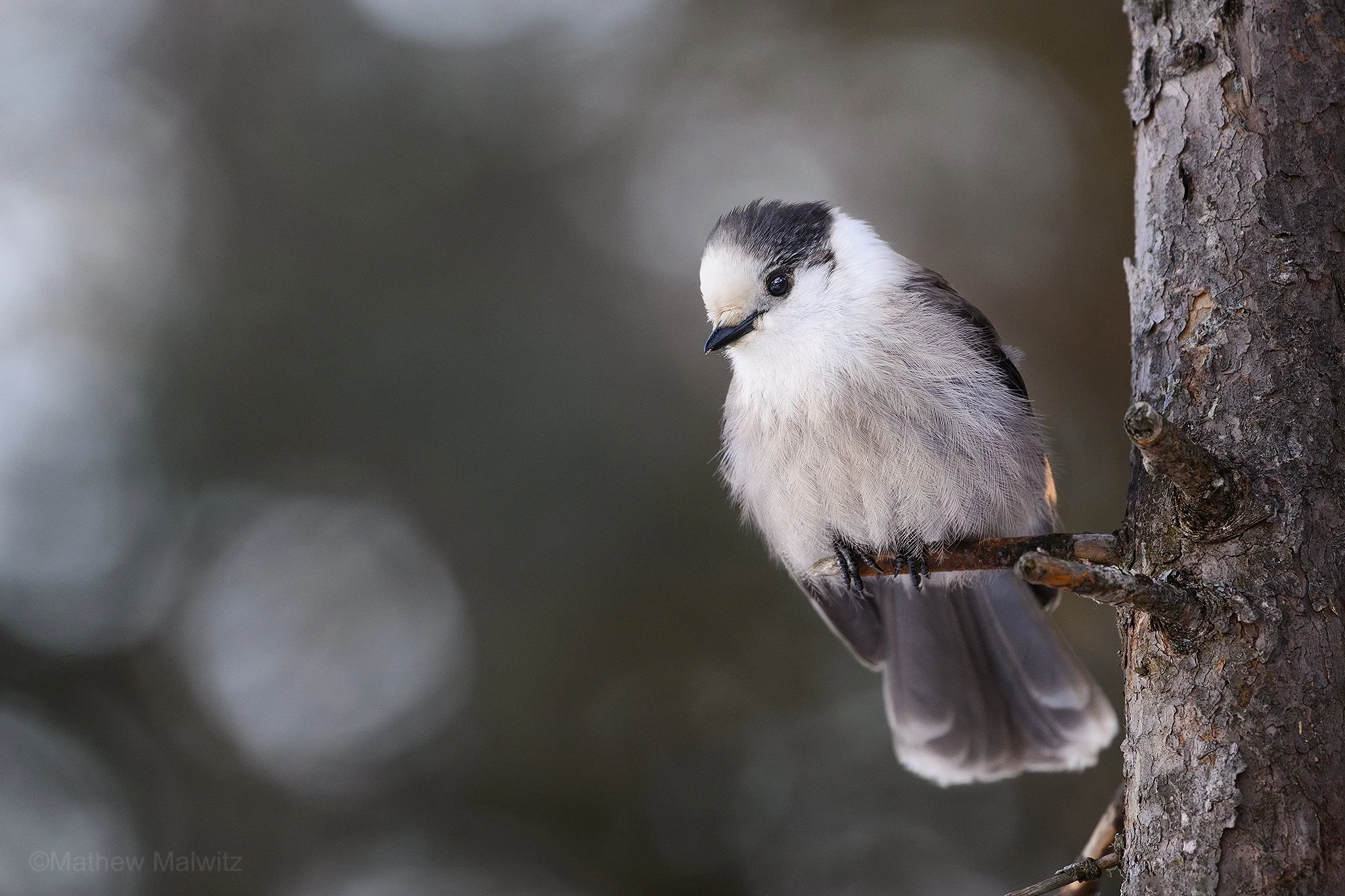 DSC_7546-Enhanced-NR-Edit copy.jpg