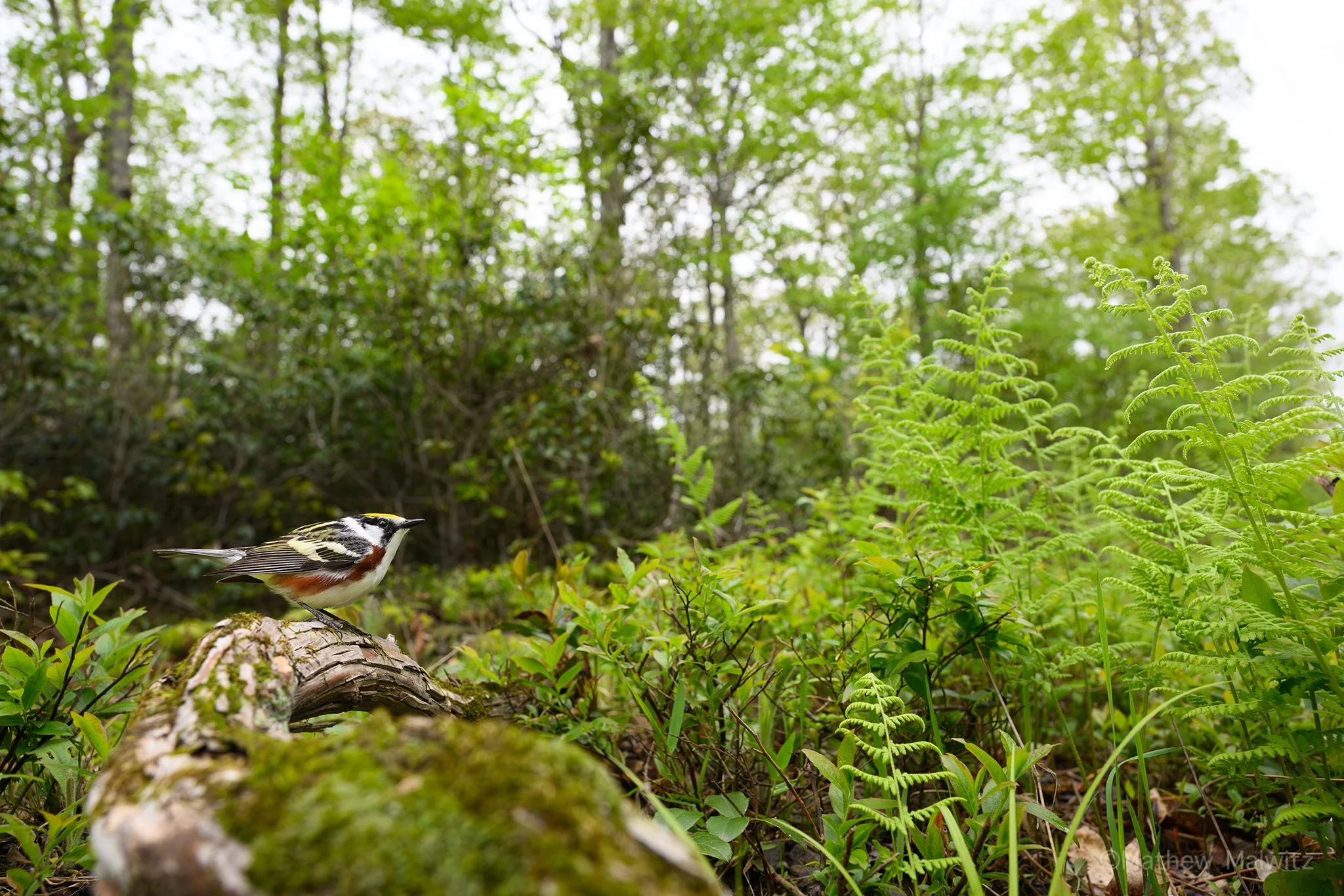 DSC_9163-Enhanced-NR-Edit copy.jpg