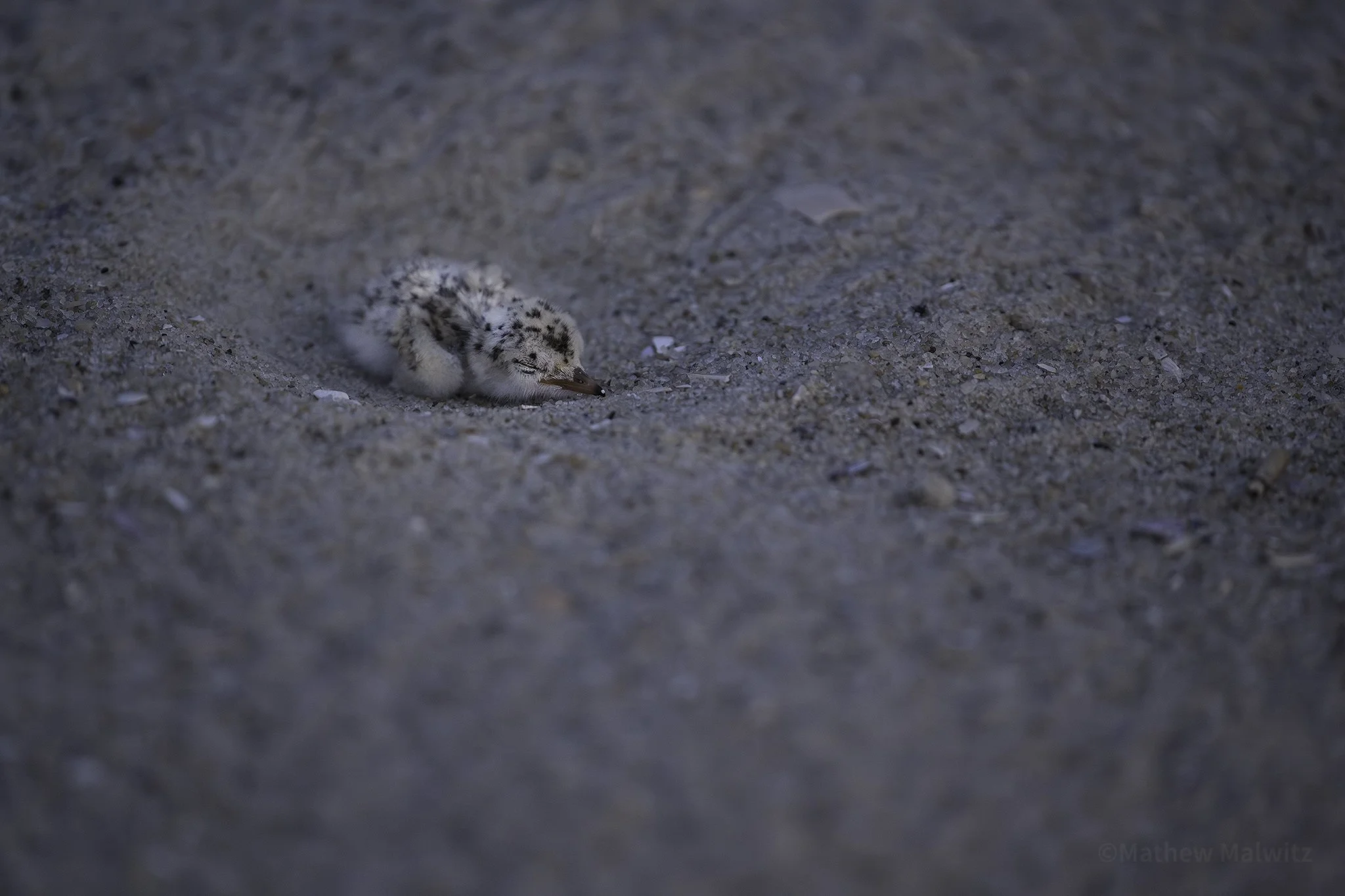 Least Tern Hatchling copy.jpg