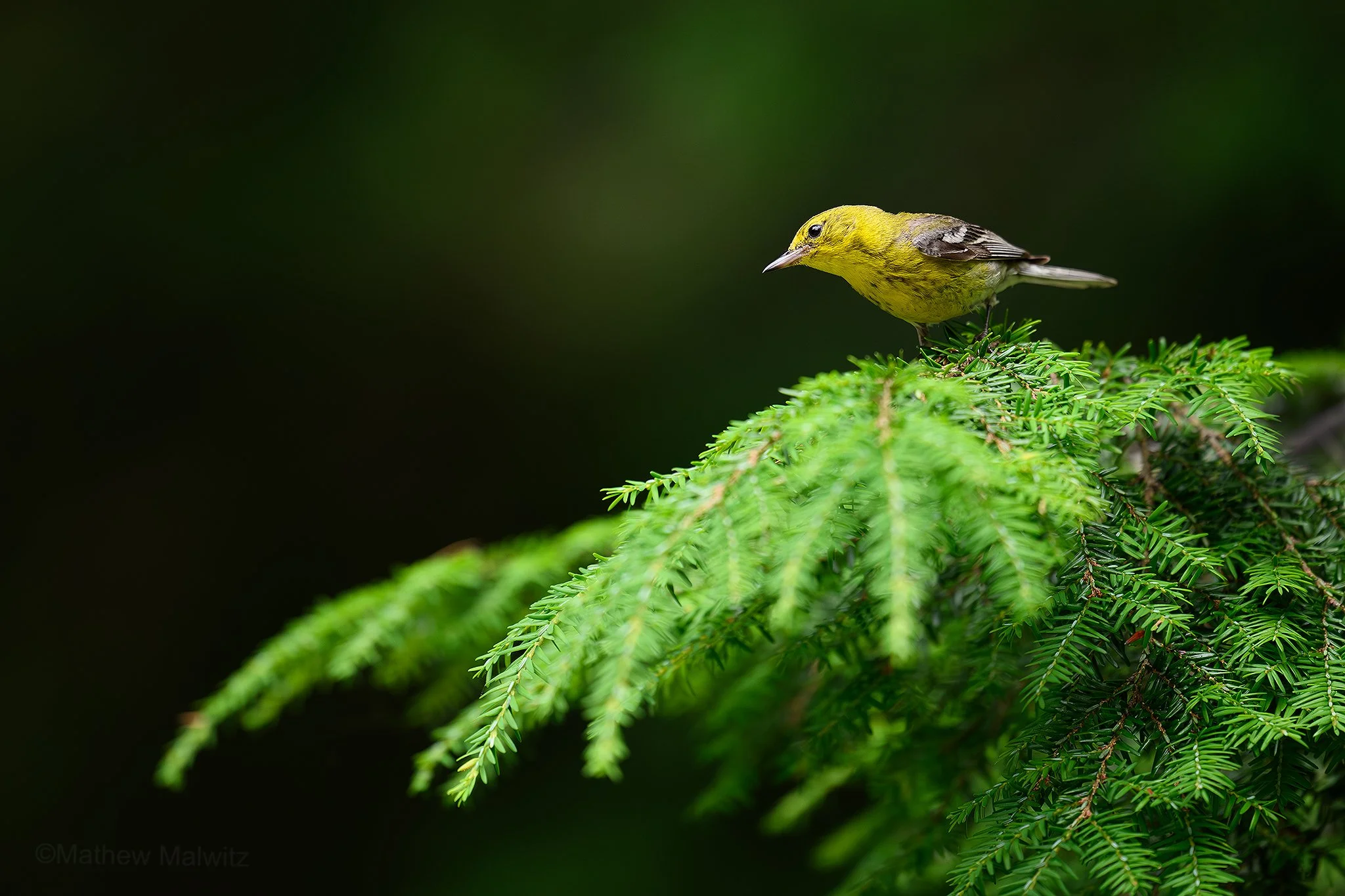 DSC_8366-Enhanced-NR-Edit copy.jpg