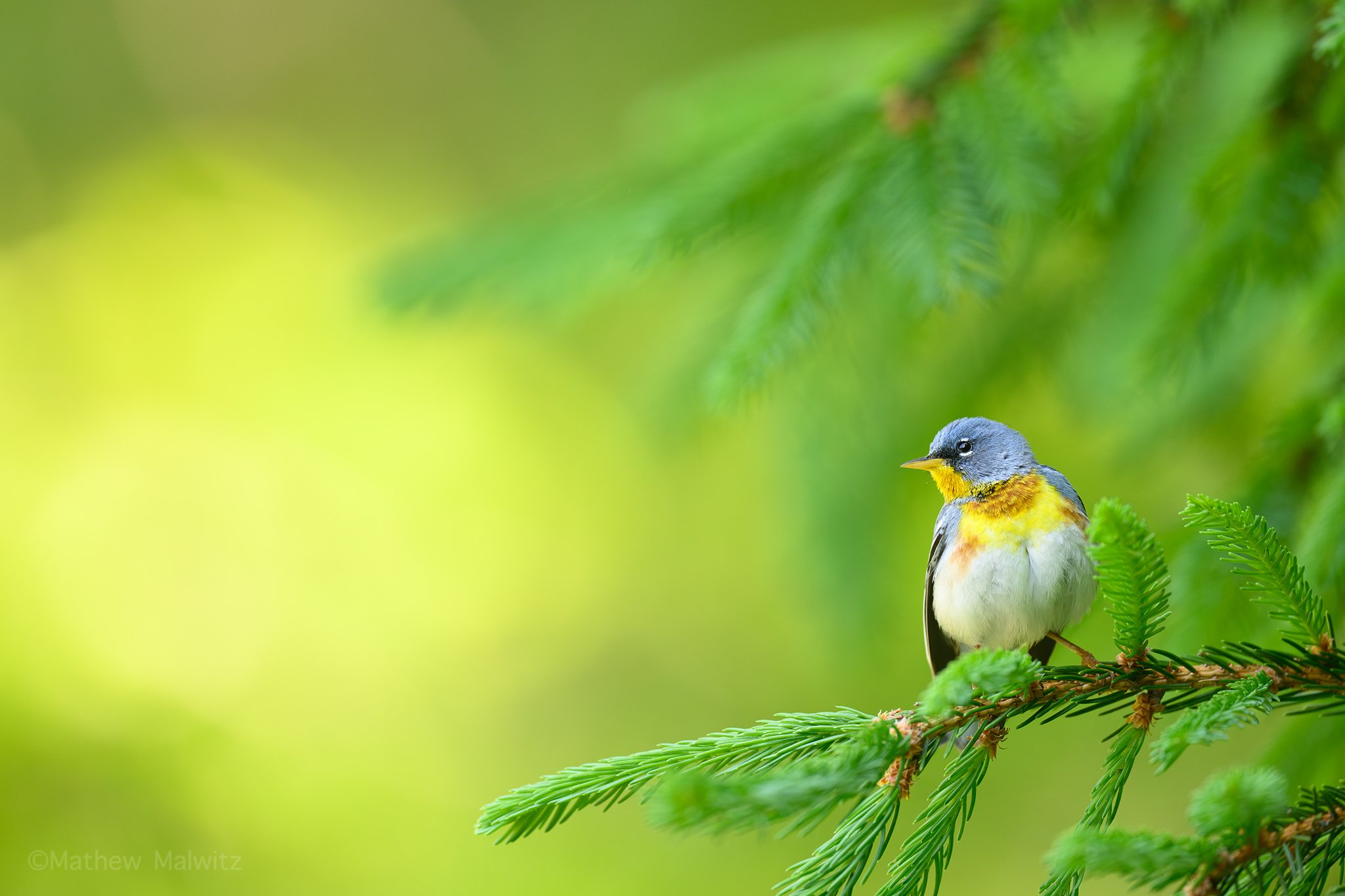 DSC_3299-Enhanced-NR-Edit copy.jpg