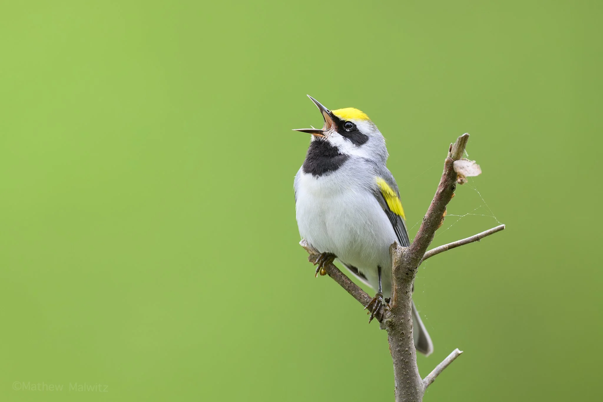 DSC_5482-Enhanced-NR-Edit copy.jpg