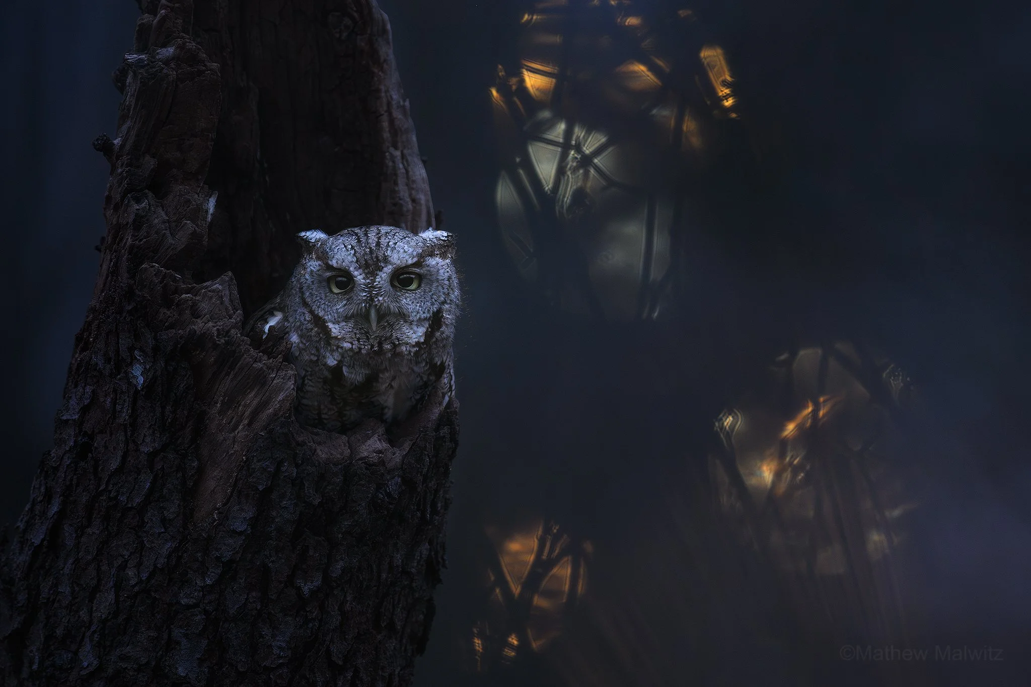 DSC_4107-Enhanced-NR-Edit copy.jpg