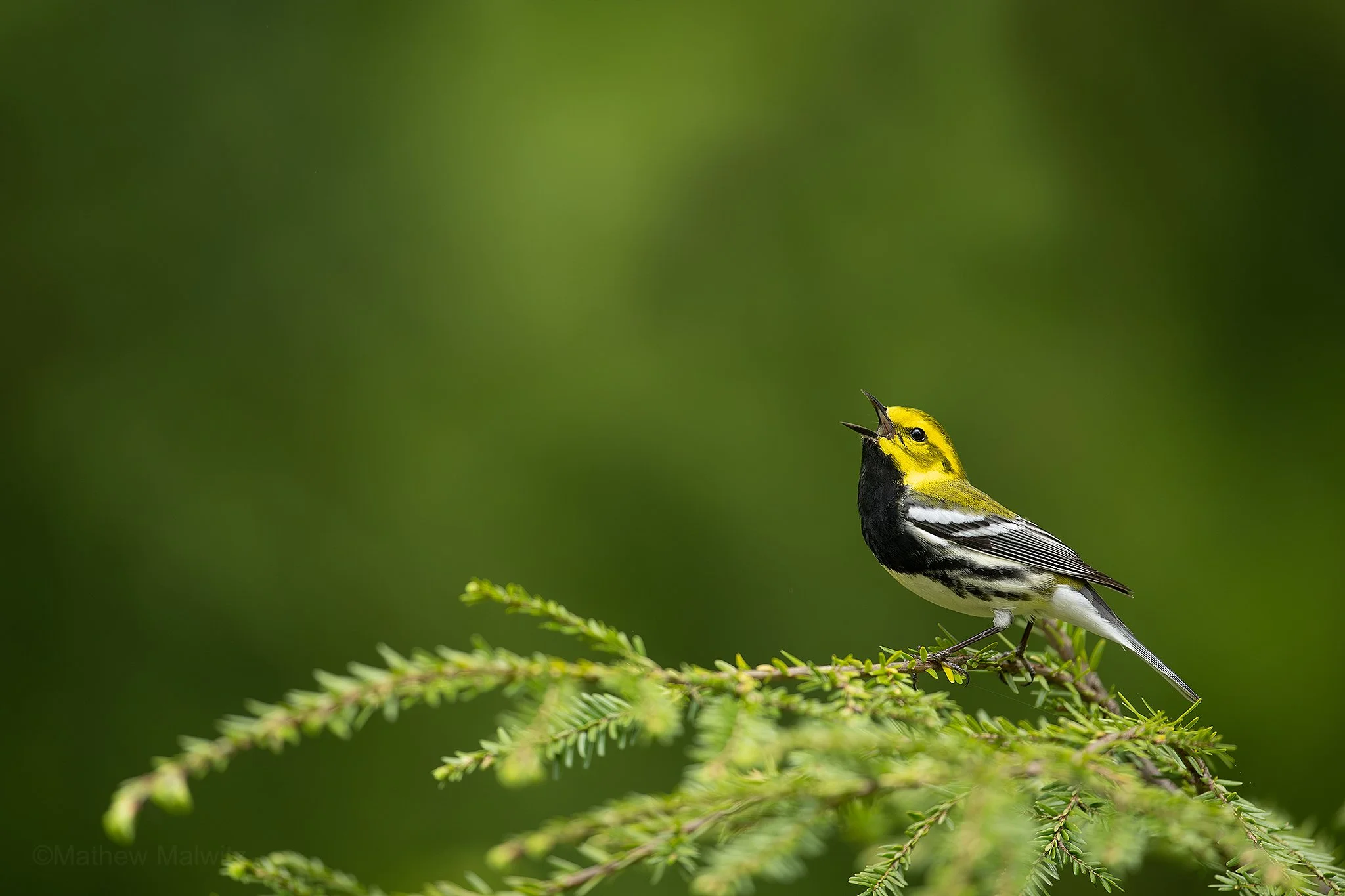 DSC_7737-Enhanced-NR-Edit copy.jpg