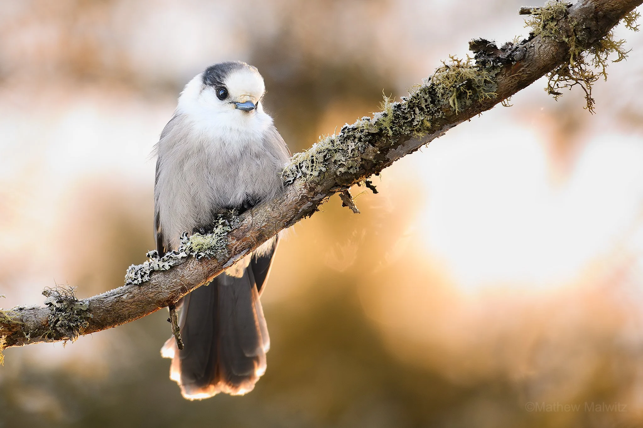 DSC_6399-Enhanced-NR-Edit copy.jpg