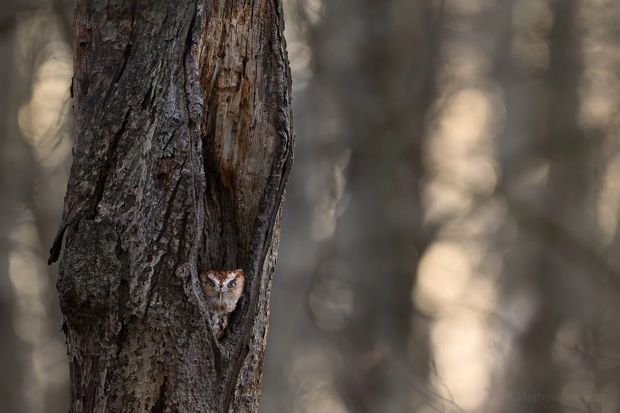 DSC_3287-Enhanced-NR-Edit copy.jpg