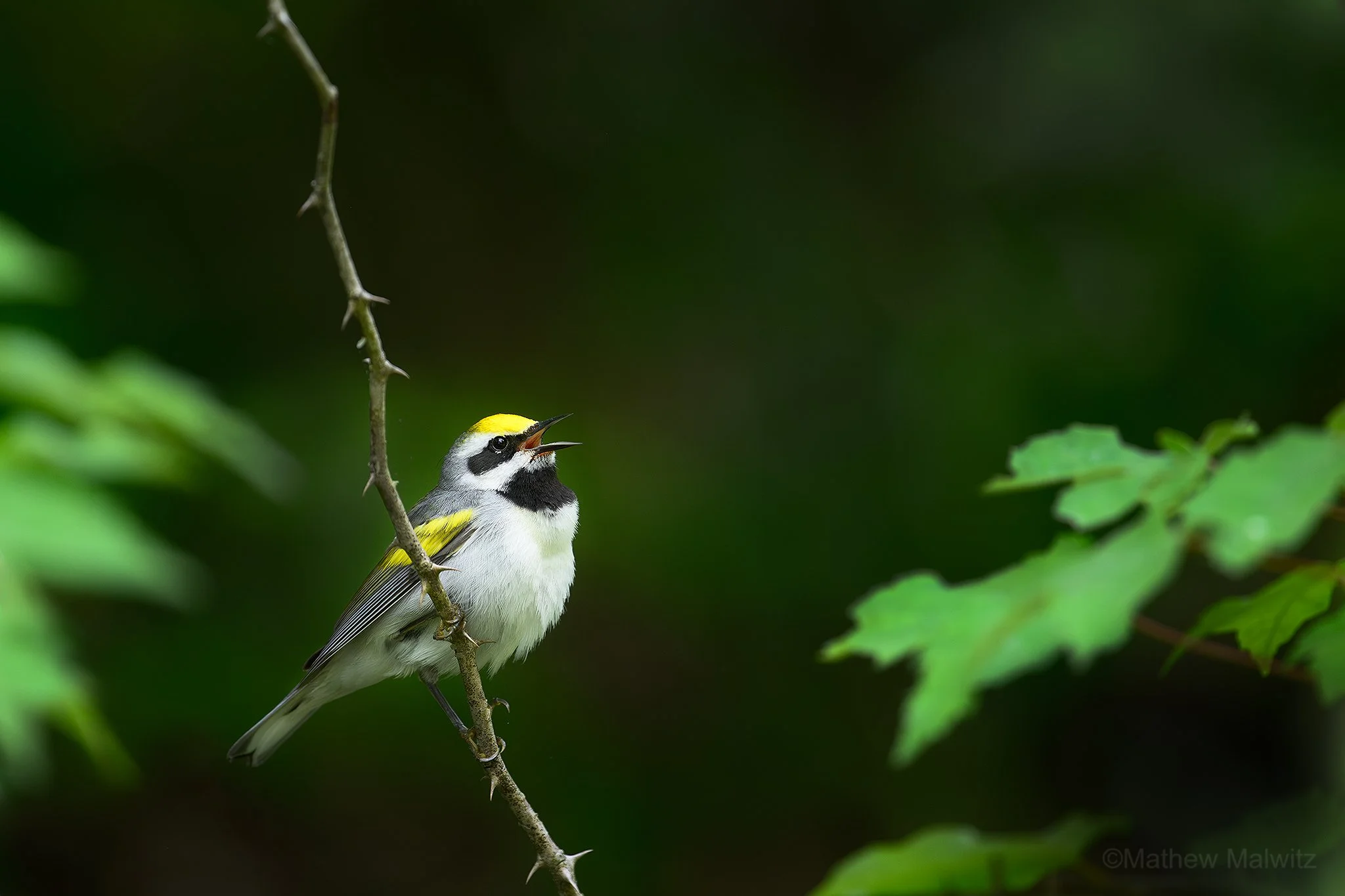 DSC_8346-Enhanced-NR-Edit copy.jpg