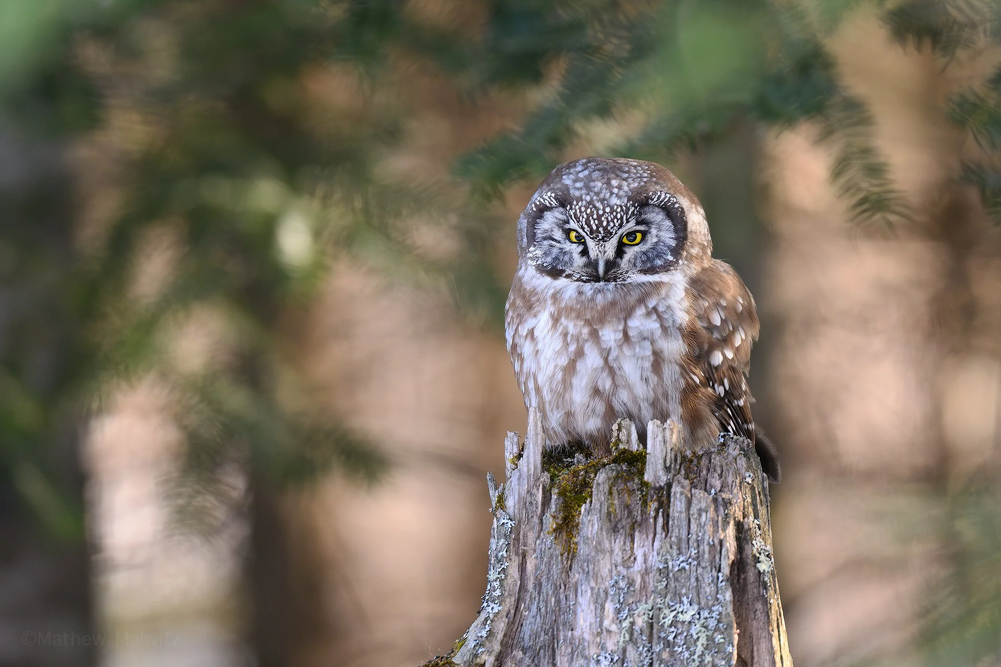 DSC_4292-Enhanced-NR-Edit copy.jpg