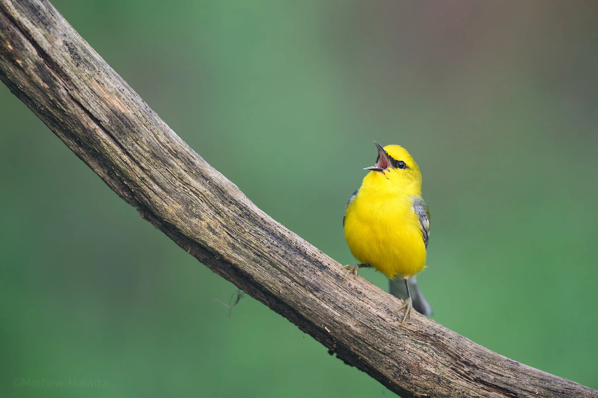 DSC_9334-Enhanced-NR-Edit copy.jpg