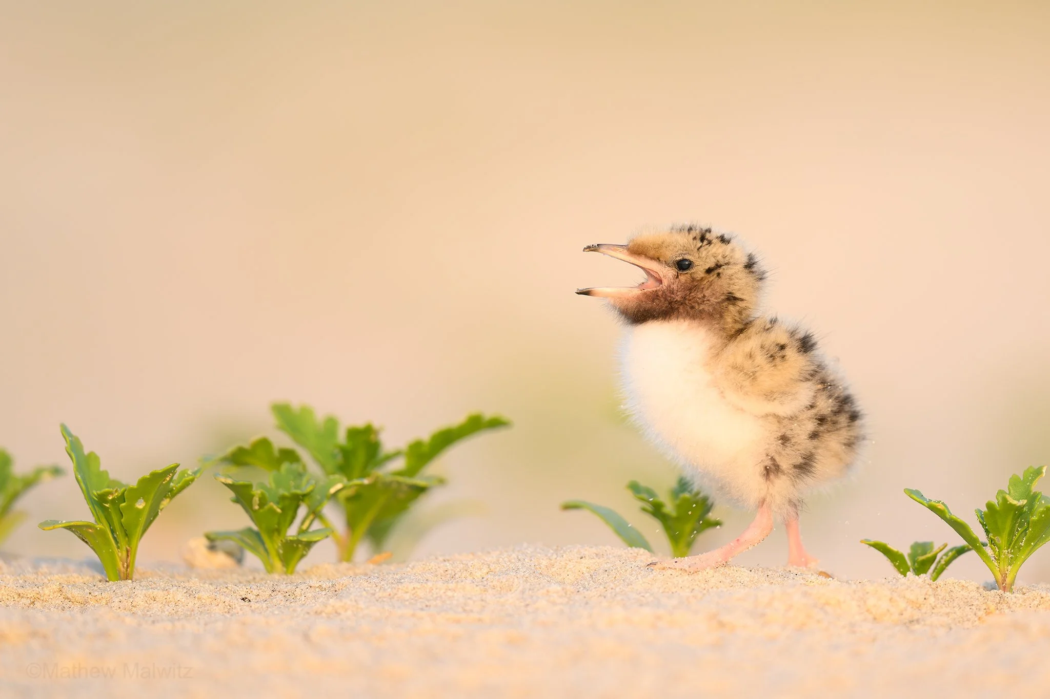 DSC_7009-Enhanced-NR-Edit copy.jpg