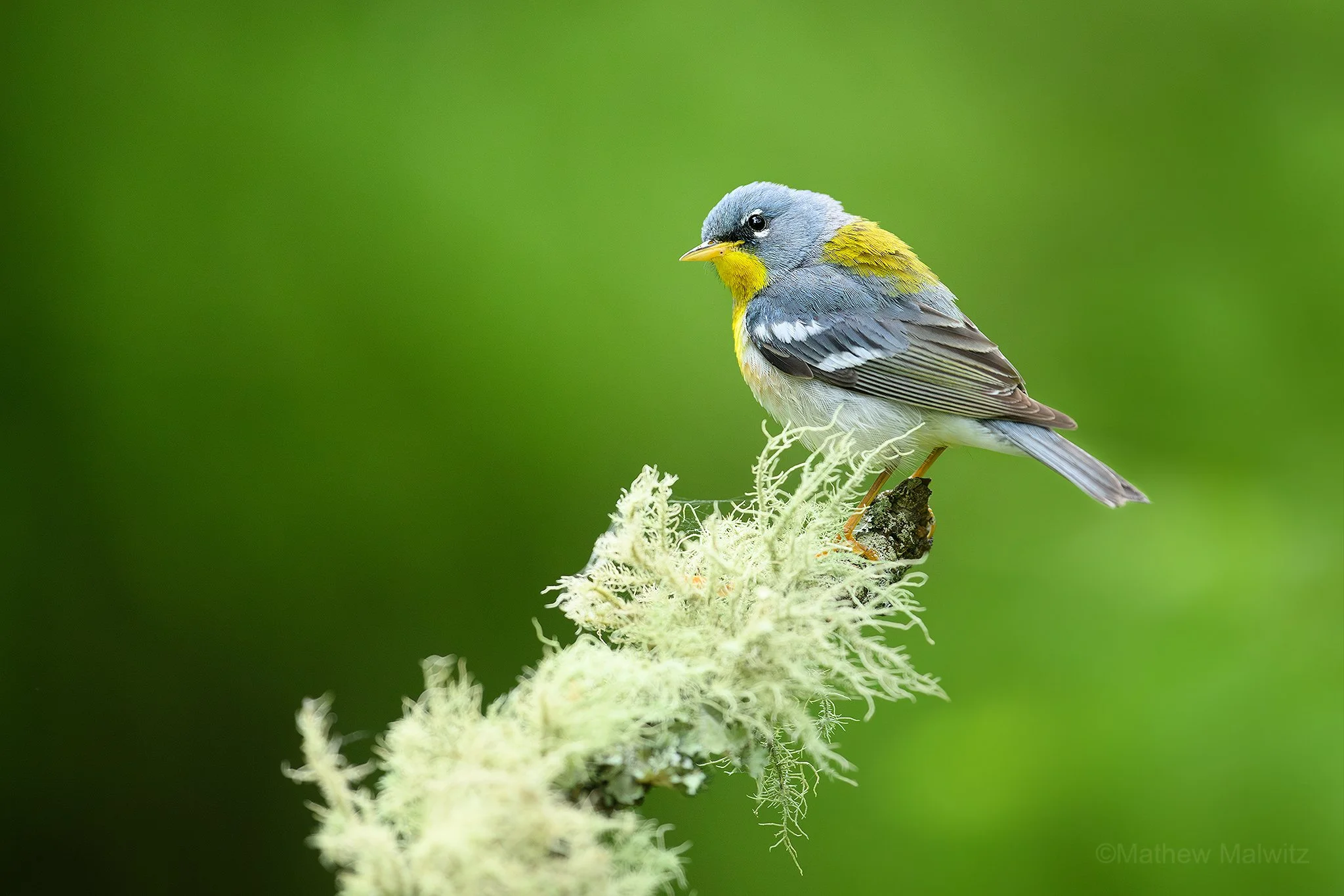 DSC_8171-Enhanced-NR-Edit copy.jpg