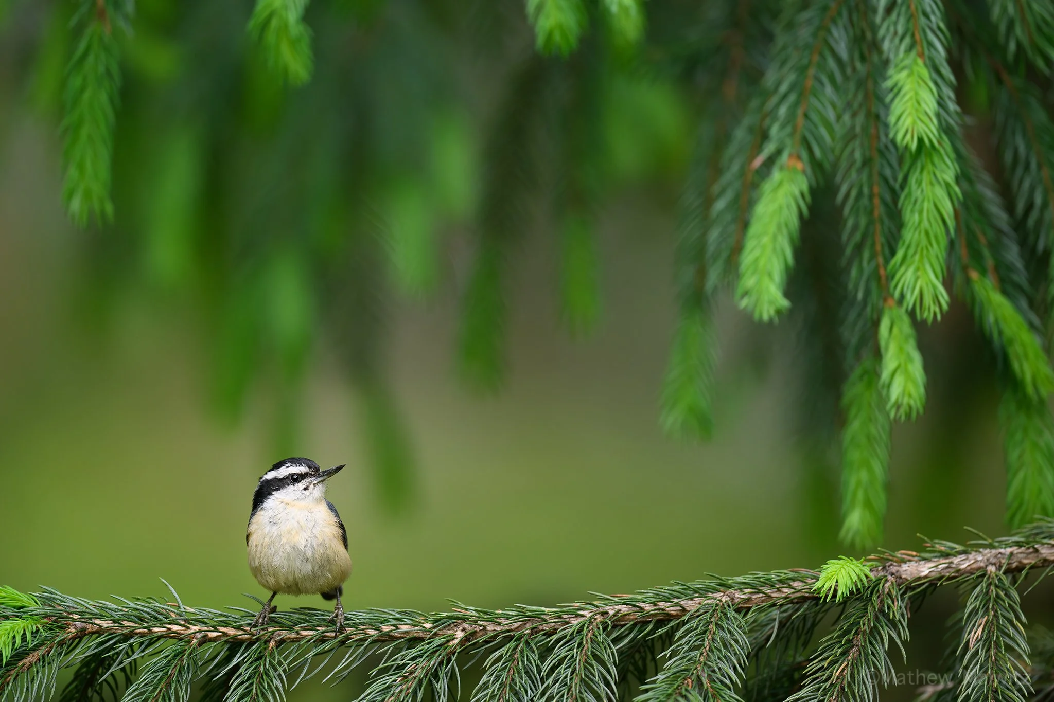 DSC_4171-Edit copy.jpg