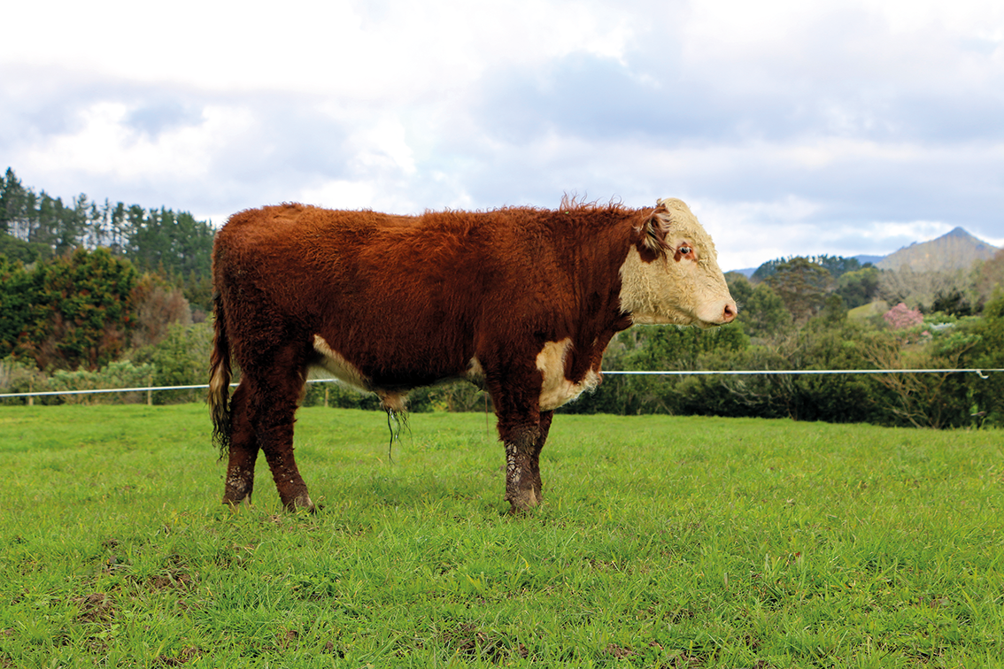 Bull 18.png