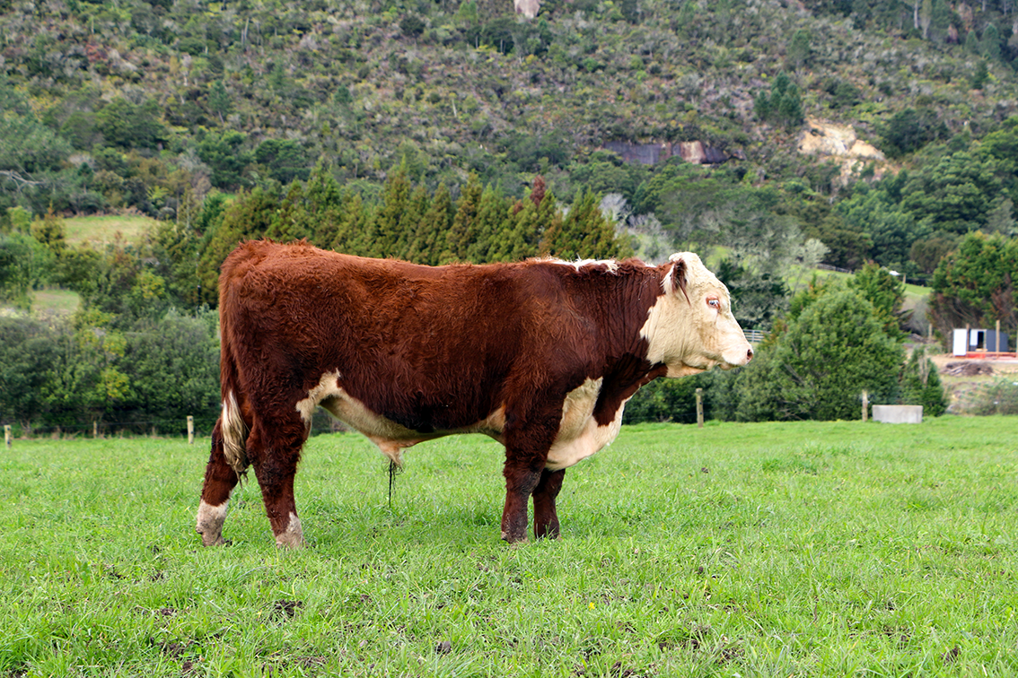 Bull 5.png