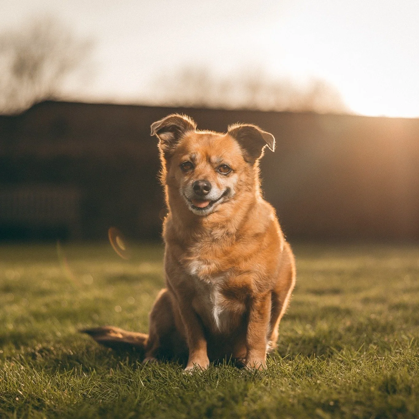 Here's little Toffee! Absolutely stealing the show from her humans, Michelle &amp; Matthew.
More dogs at weddings please!