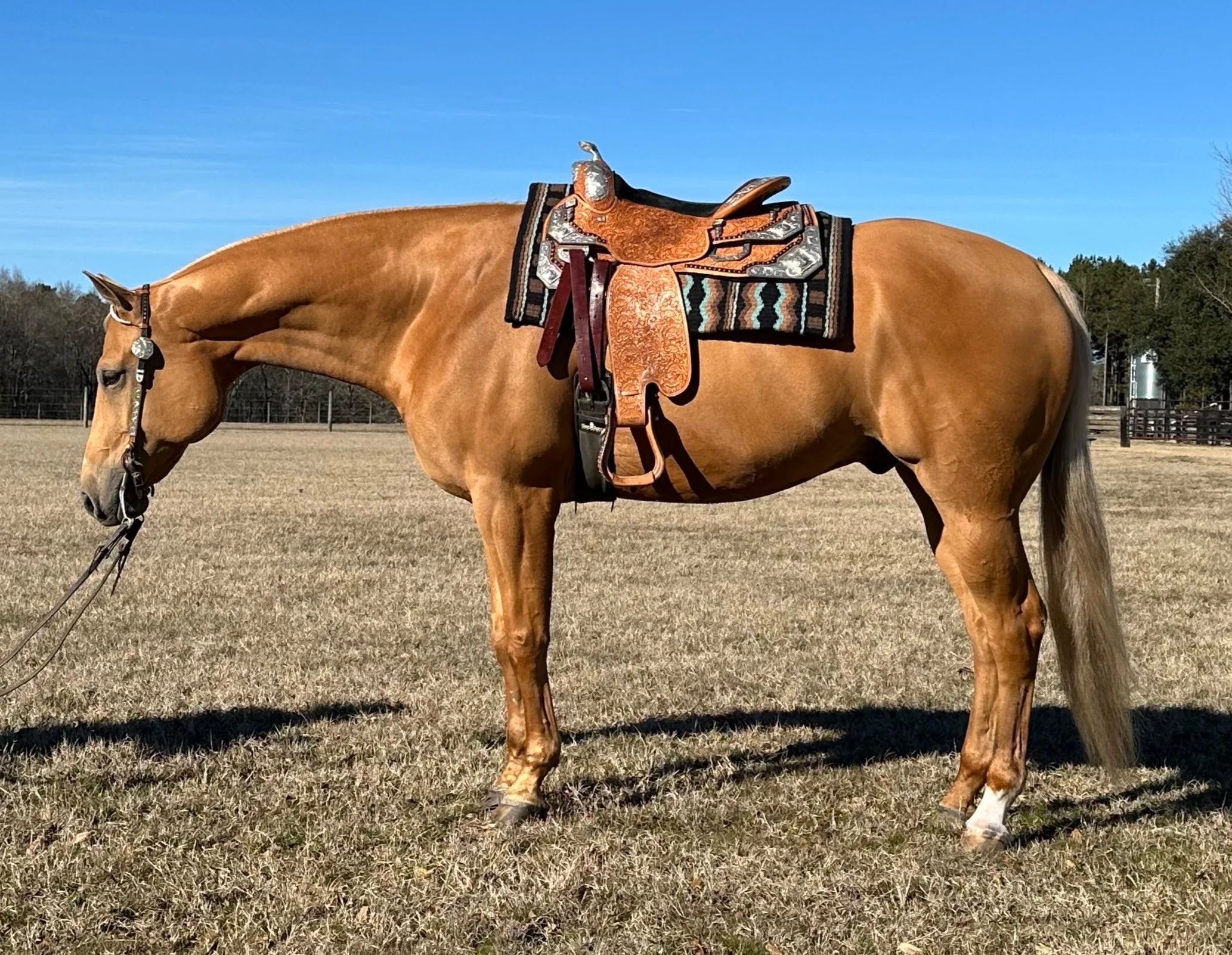 Sale Horses — CrossRidge Ranch