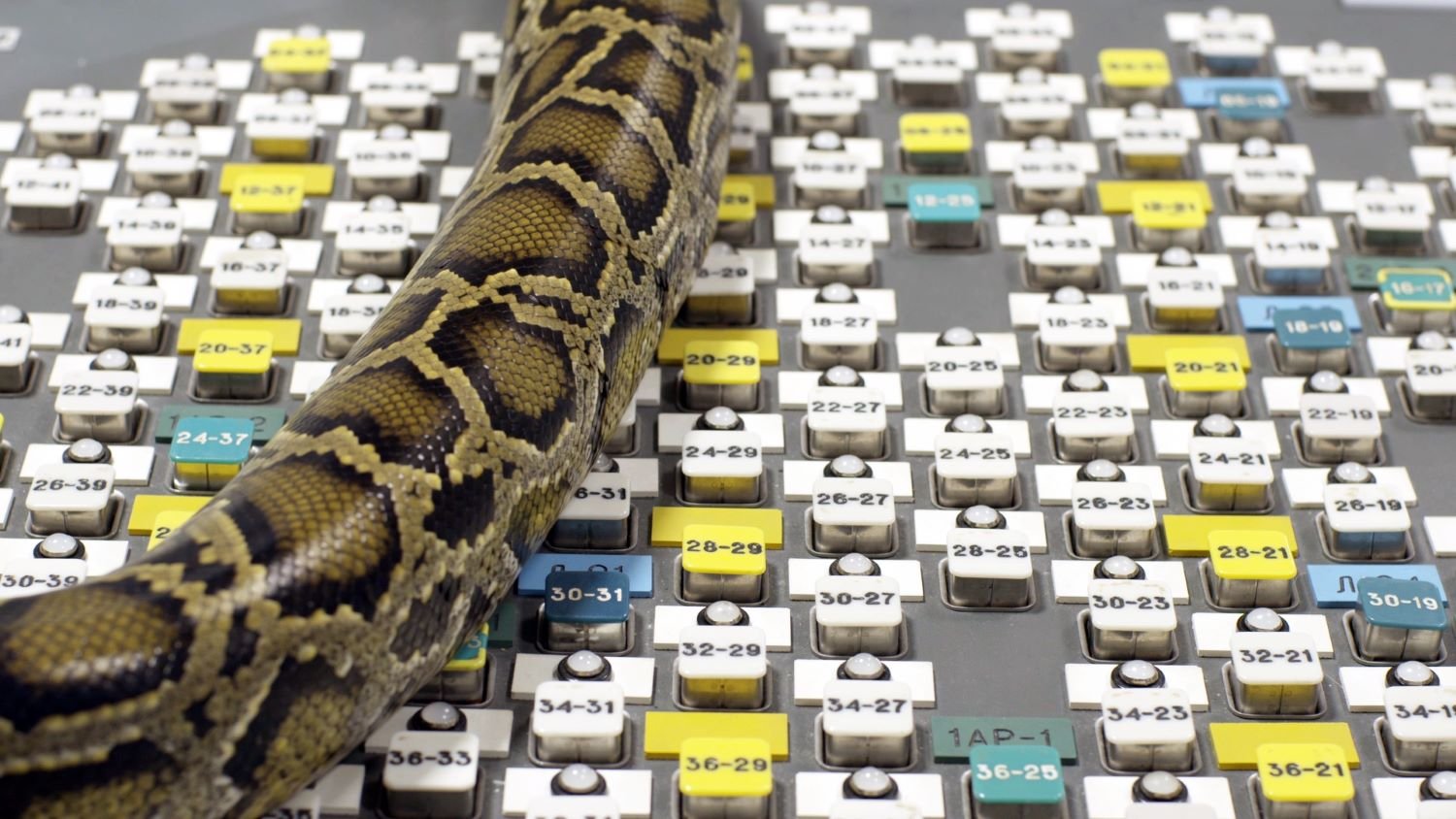 new-snake-2_2.jpeg