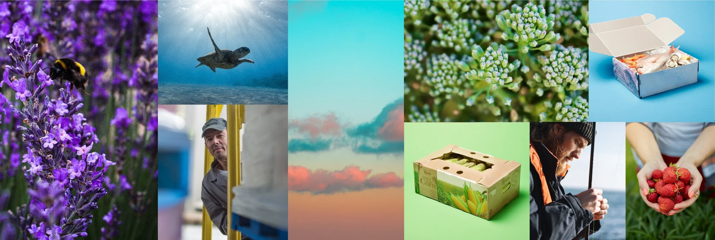 Photography suite including close-ups of flowers, turtle under water, packaging, fisherman