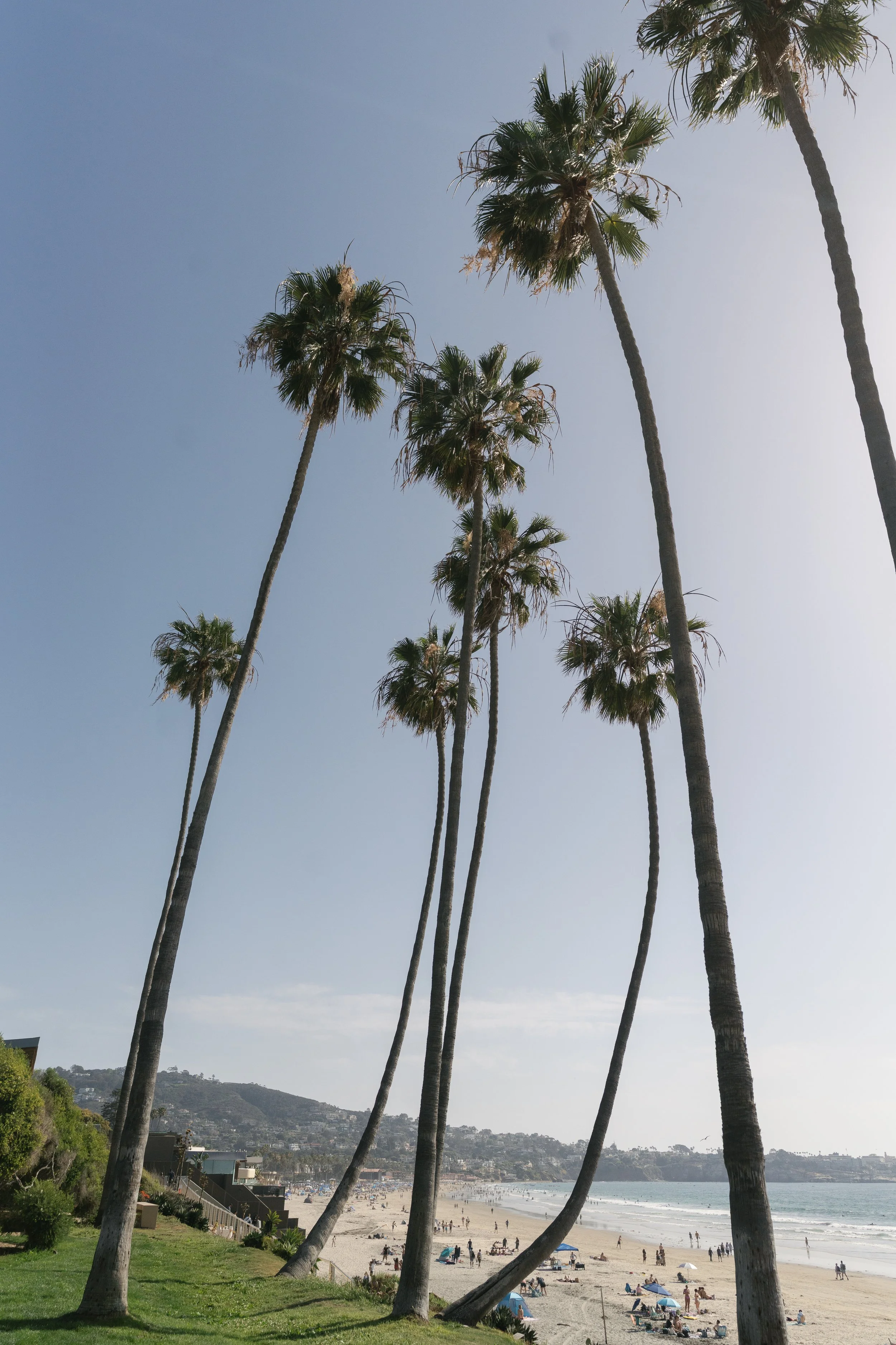palm trees.jpg