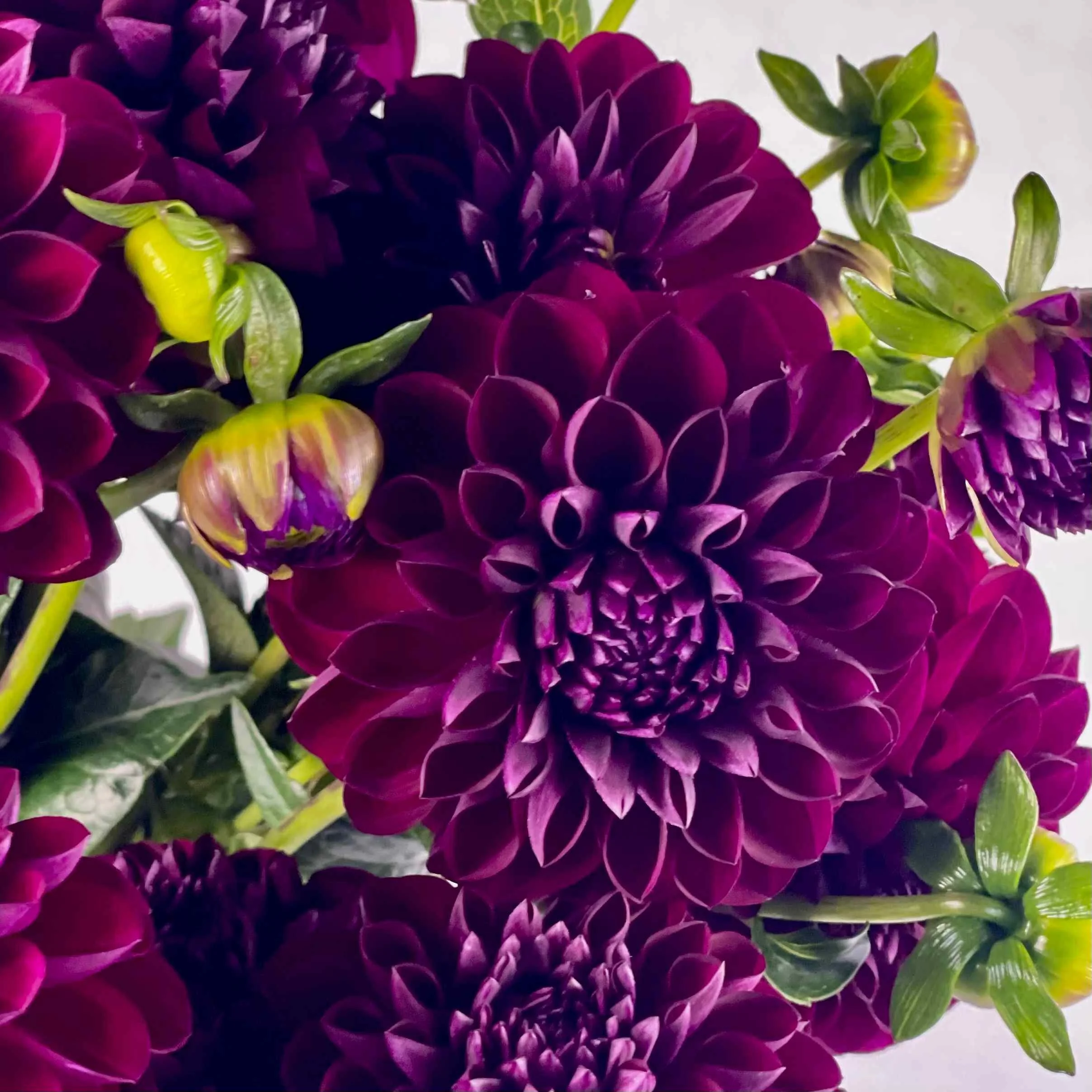 Dahlia - Black Diamond