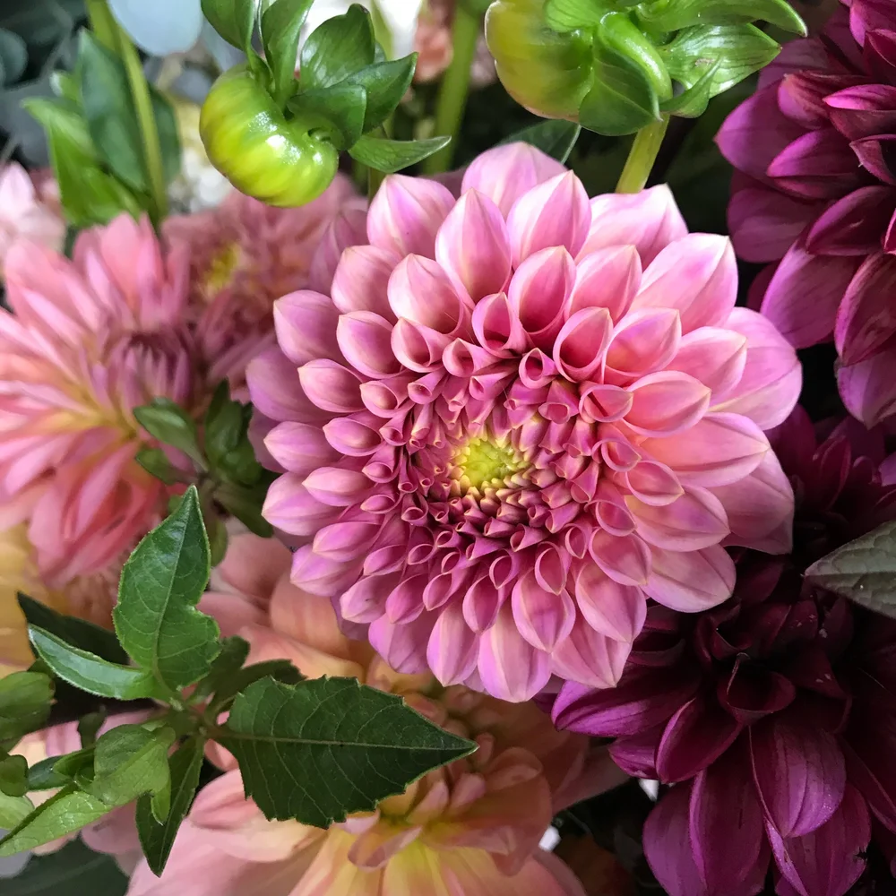 Dahlia - Rock Run Ashley — Free Range Flowers | A Bellingham