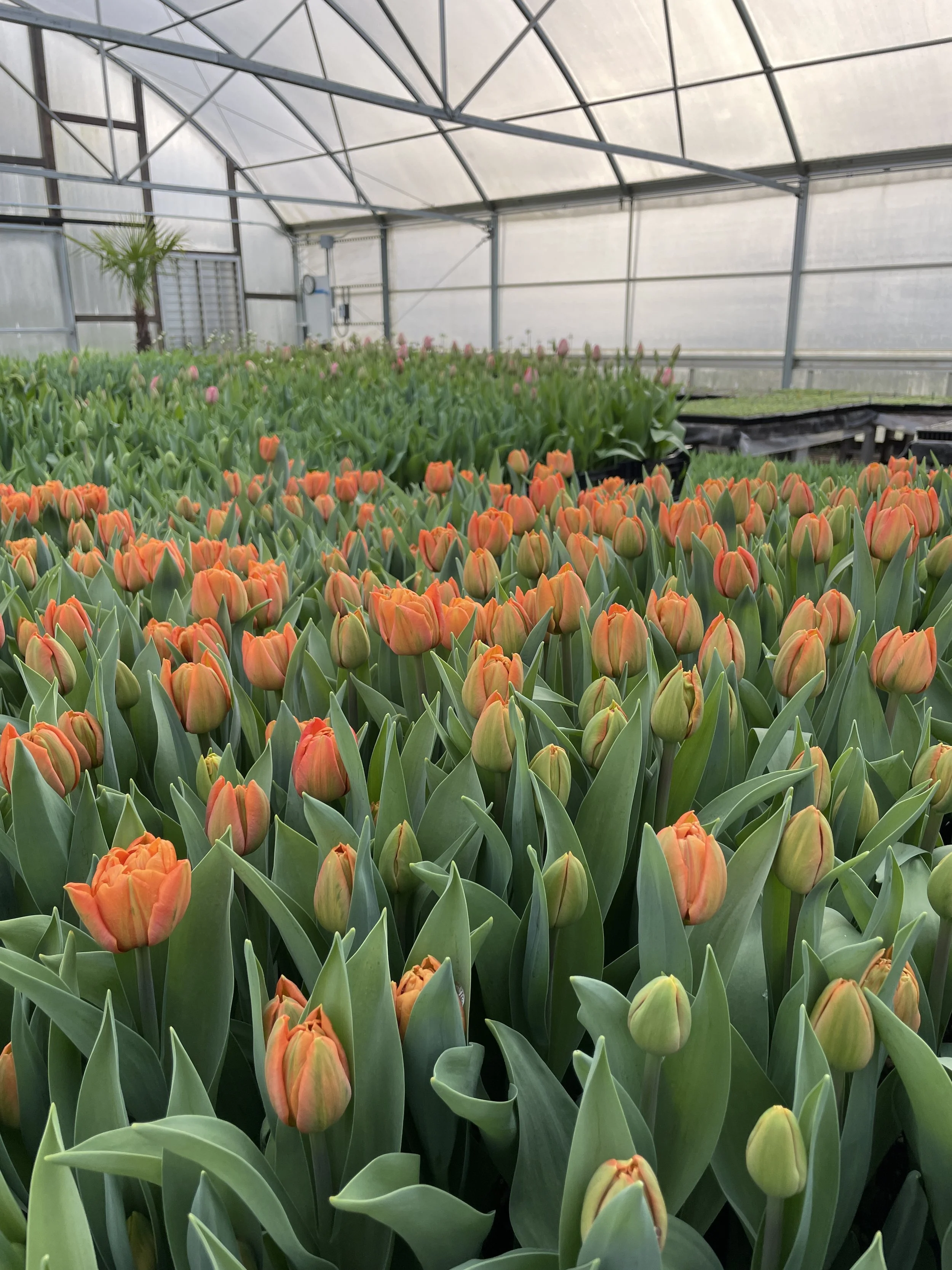 Tulips: A Winter Crop with Bellingham History