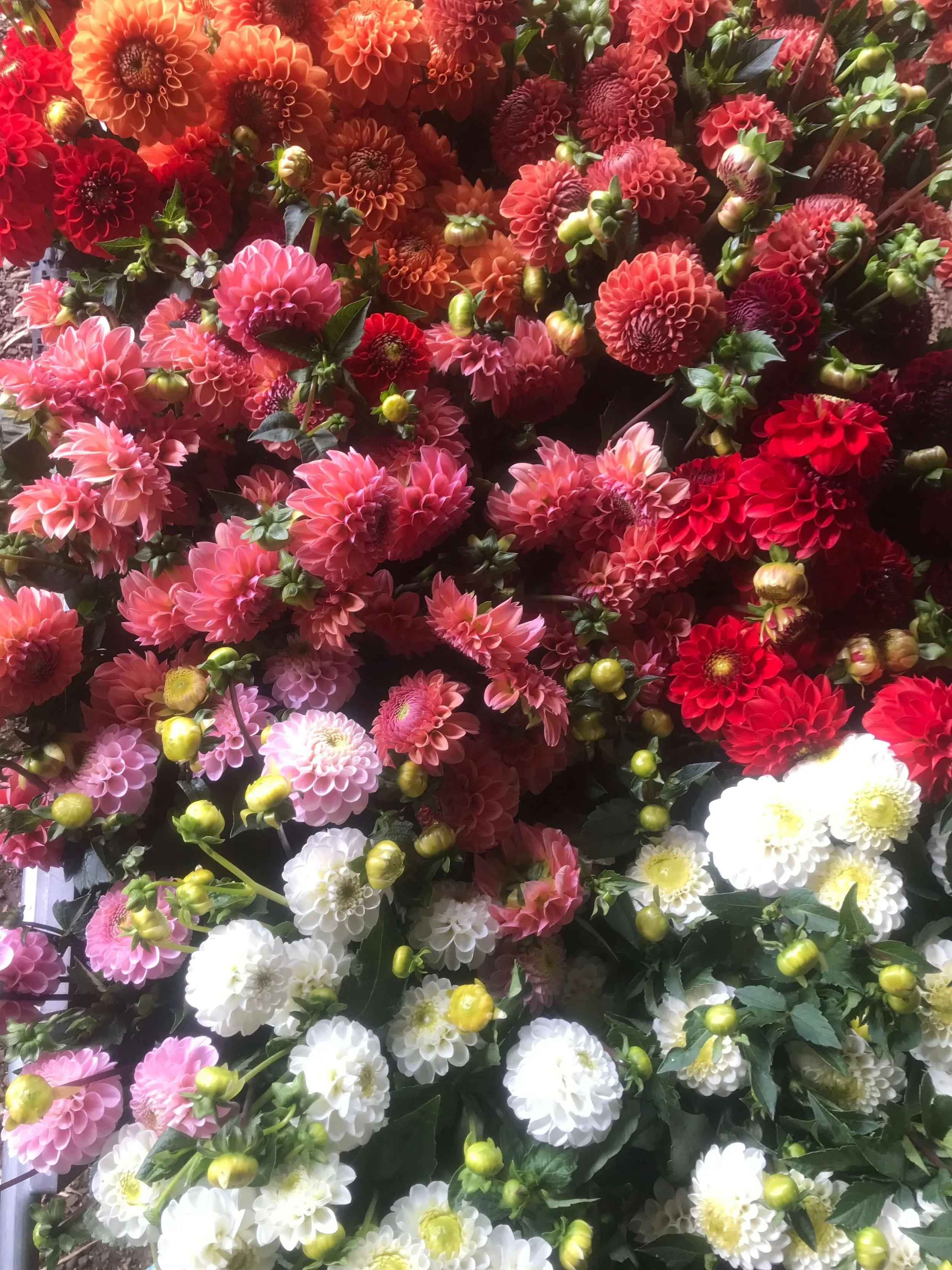 Dahlia Tubers for Sale — Grown on Our Bellingham Farm (2026 Season)