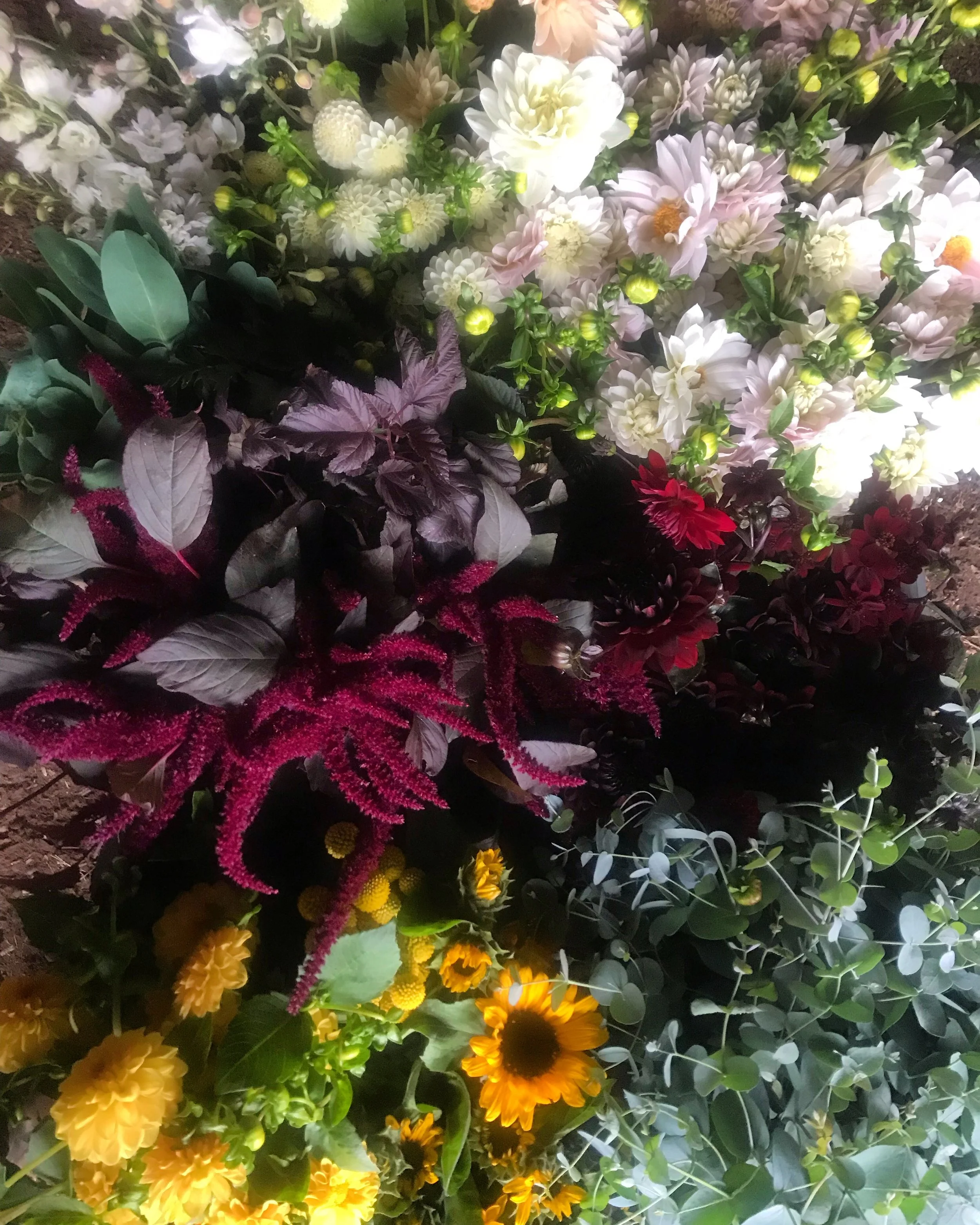 Bulk buckets of Free Range Flowers in Bellingham with eucalyptus, golden dahlias, sunflowers, burgundy amaranth, blush and white dahlias.