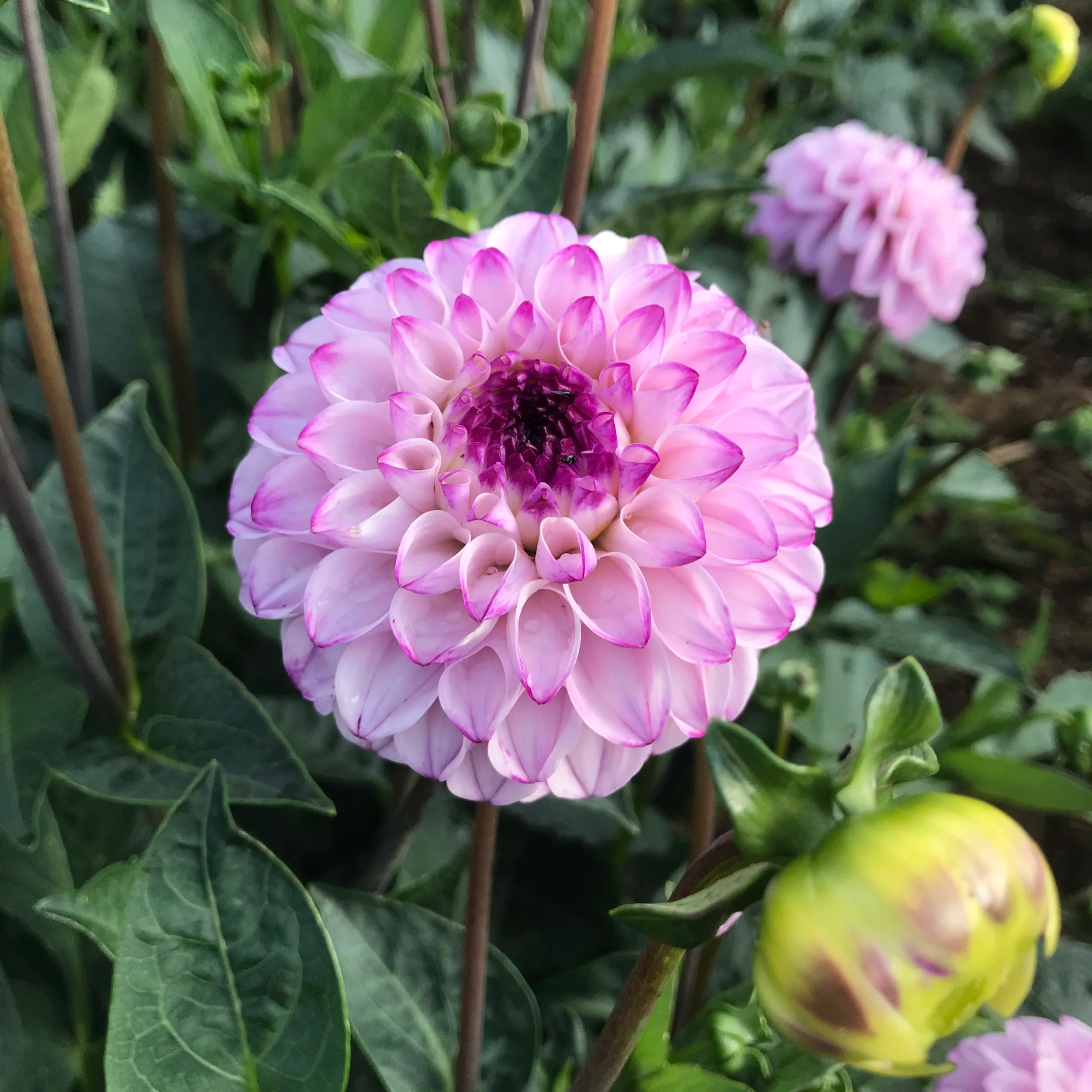 Dahlia - Genova