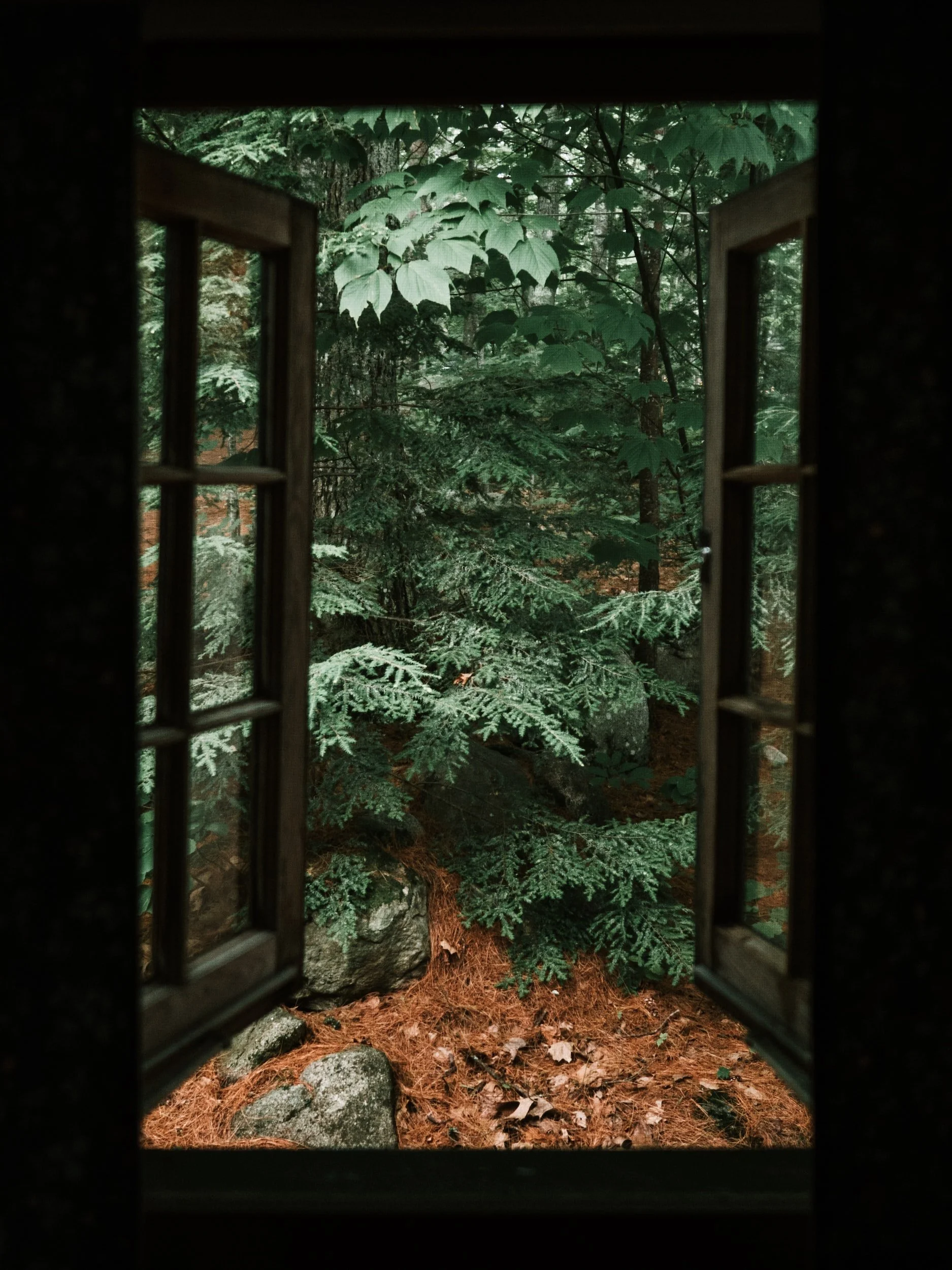 View of a lush green forest seen through an open window with dark frames, showing trees and forest floor with rocks and pine needles.