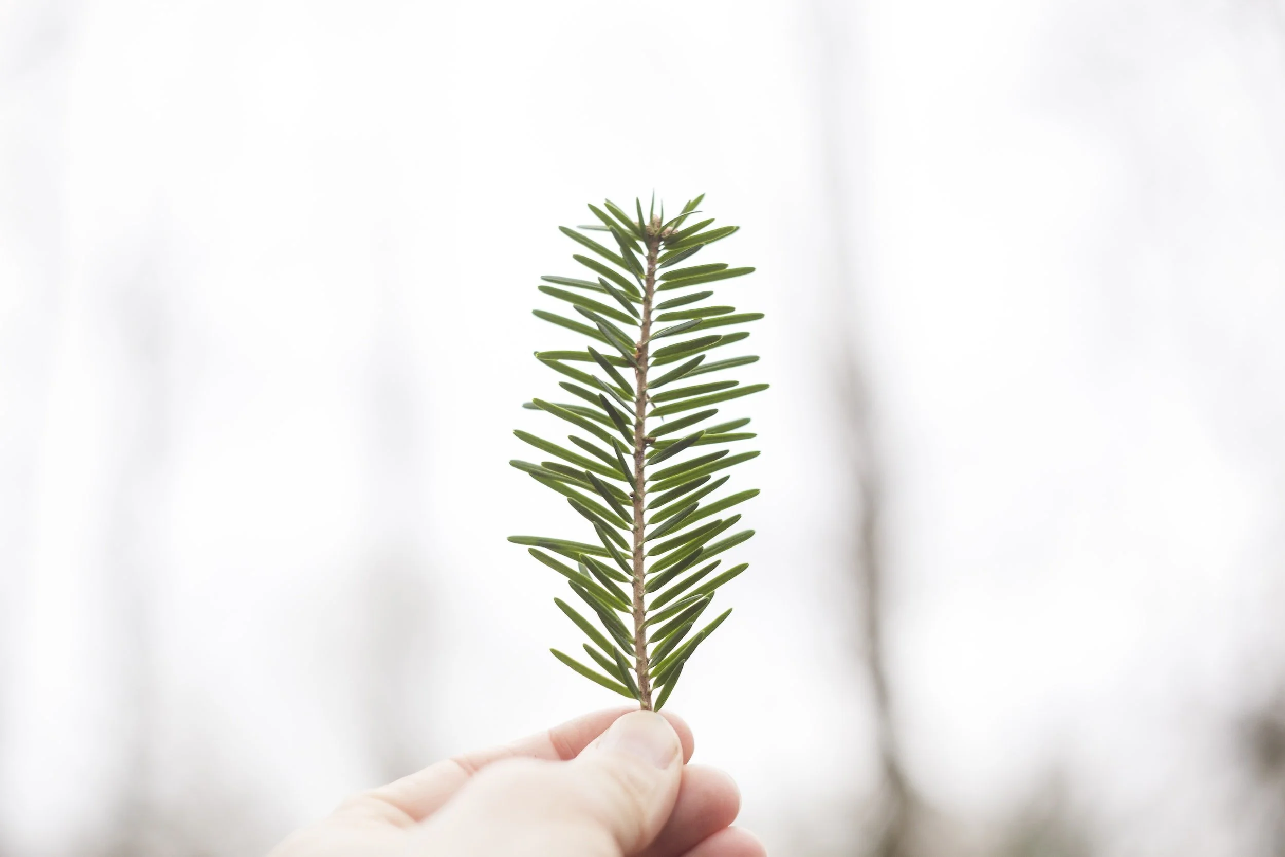 Close-up of a hand holding a green pine branch against a blurred light background.