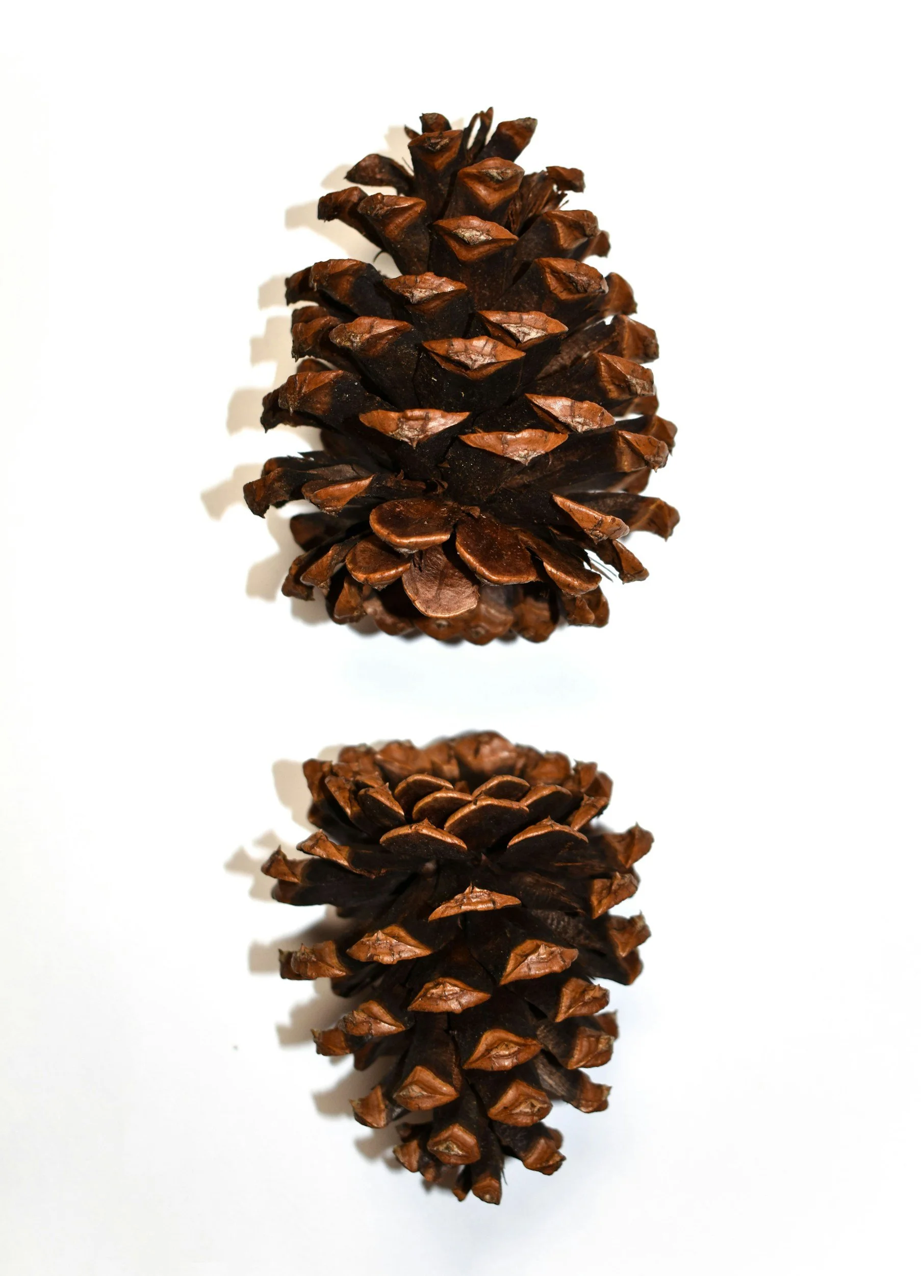 Two pine cones positioned vertically on a white background, with the larger pine cone above the smaller one.