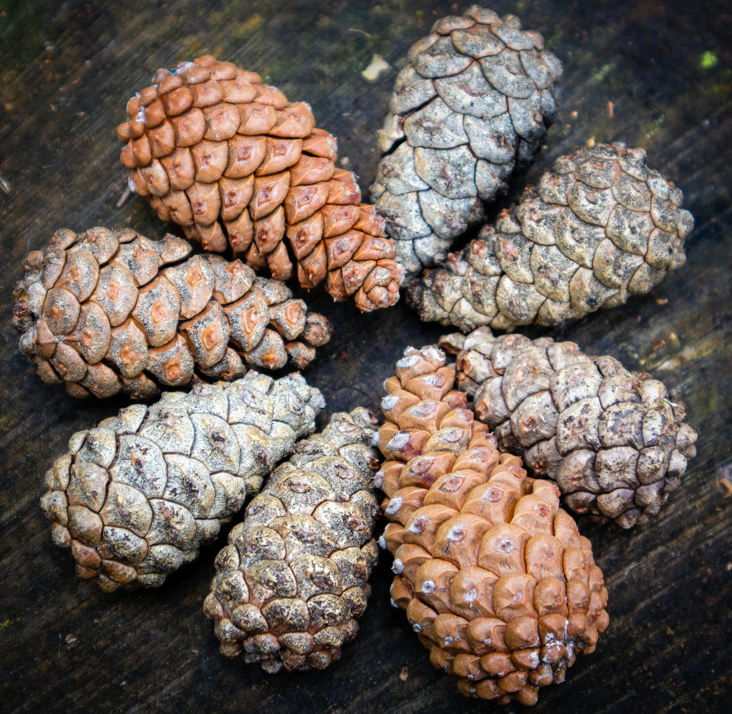 Six pinecones, some brown and some grayish, arranged on a dark wooden surface.