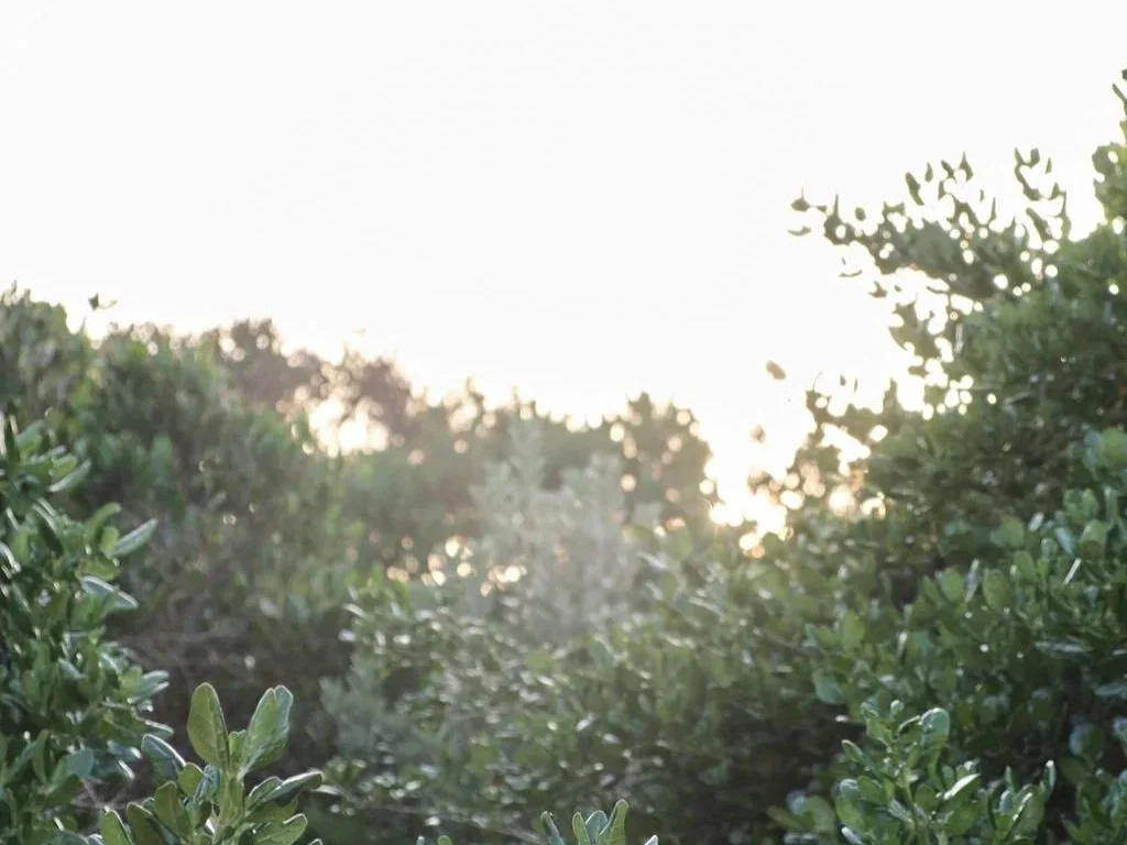 The Pause — Fieldnotes…