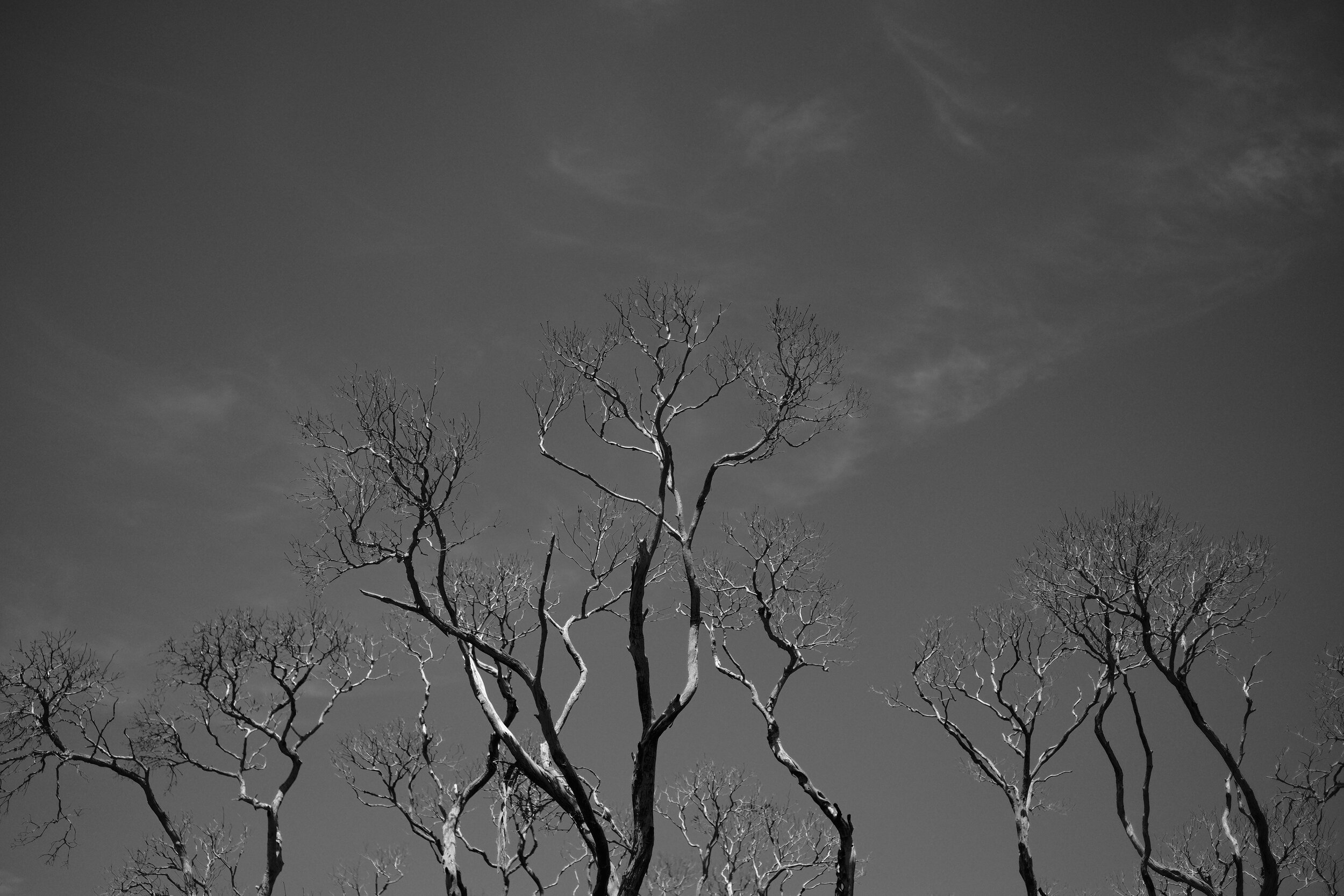 Dead Trees, Mornington Peninsula, Victoria