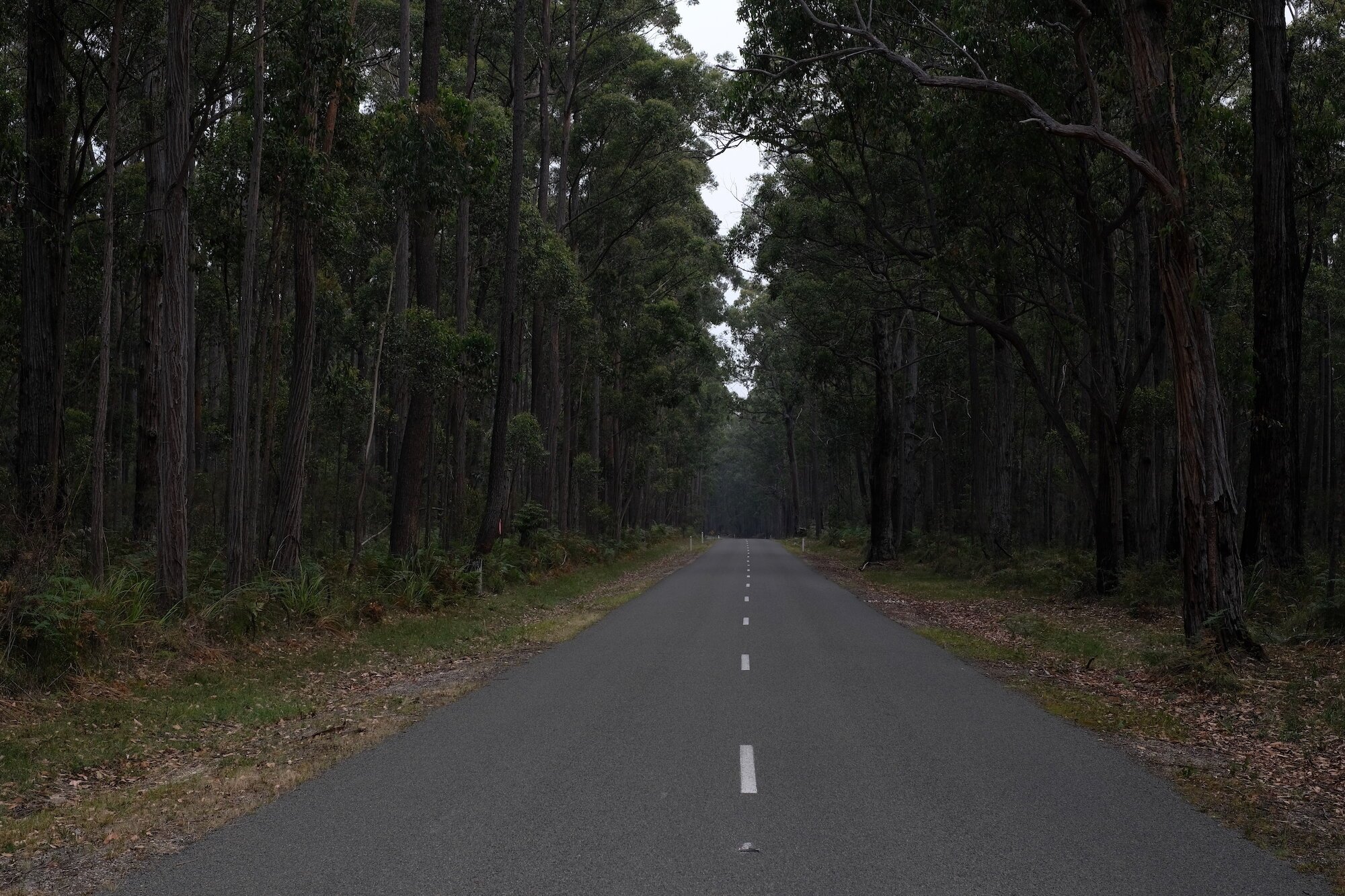 Road through the bush to Bemm River, Victoria